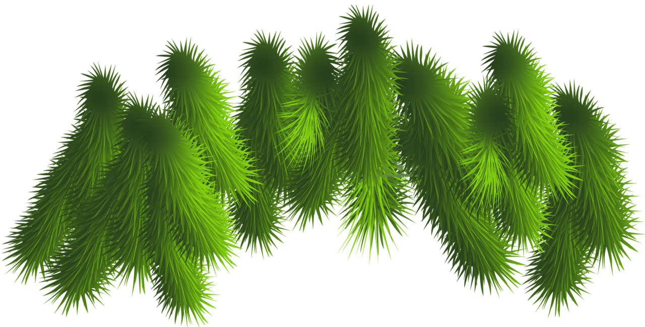 Pine Branches Top PNG Clipart​  Gallery Yopriceville - High-Quality Free  Images and Transparent PNG Clipart