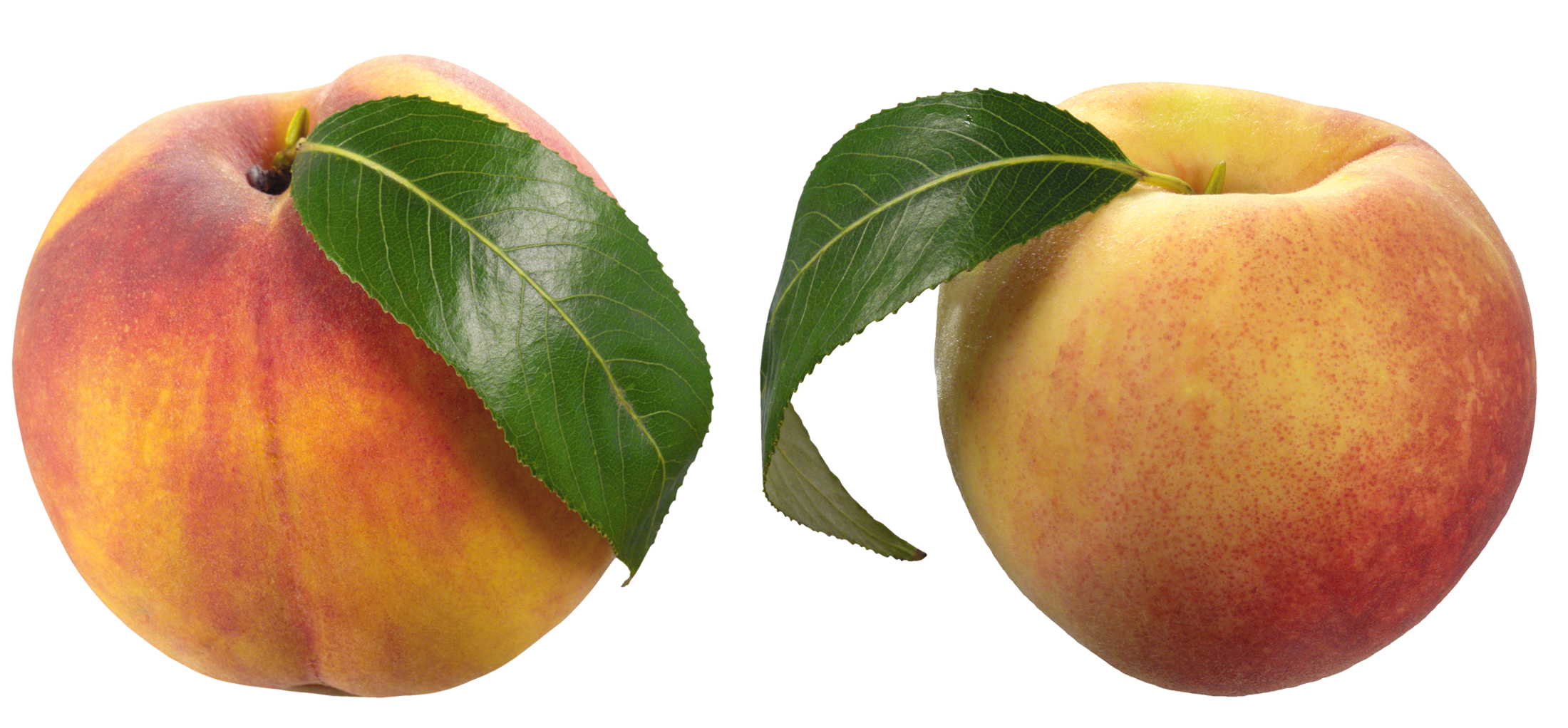 nectarines clipart