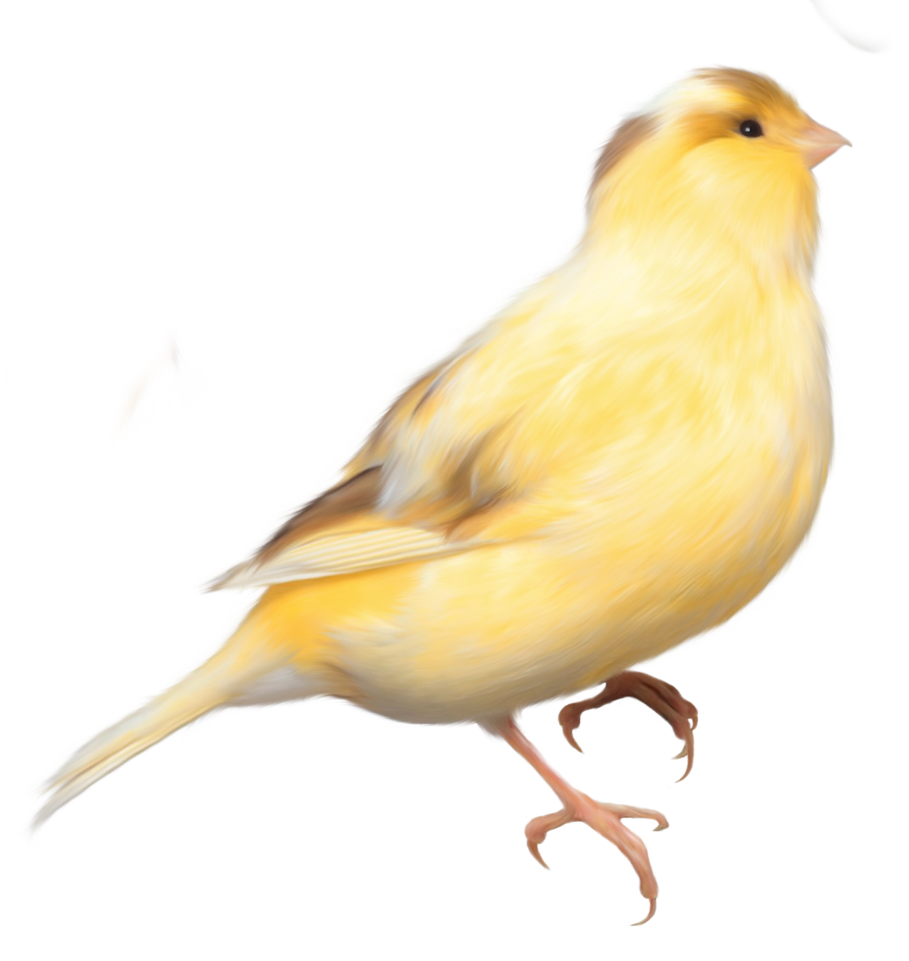 Yellow Bird Standing PNG Image - PurePNG