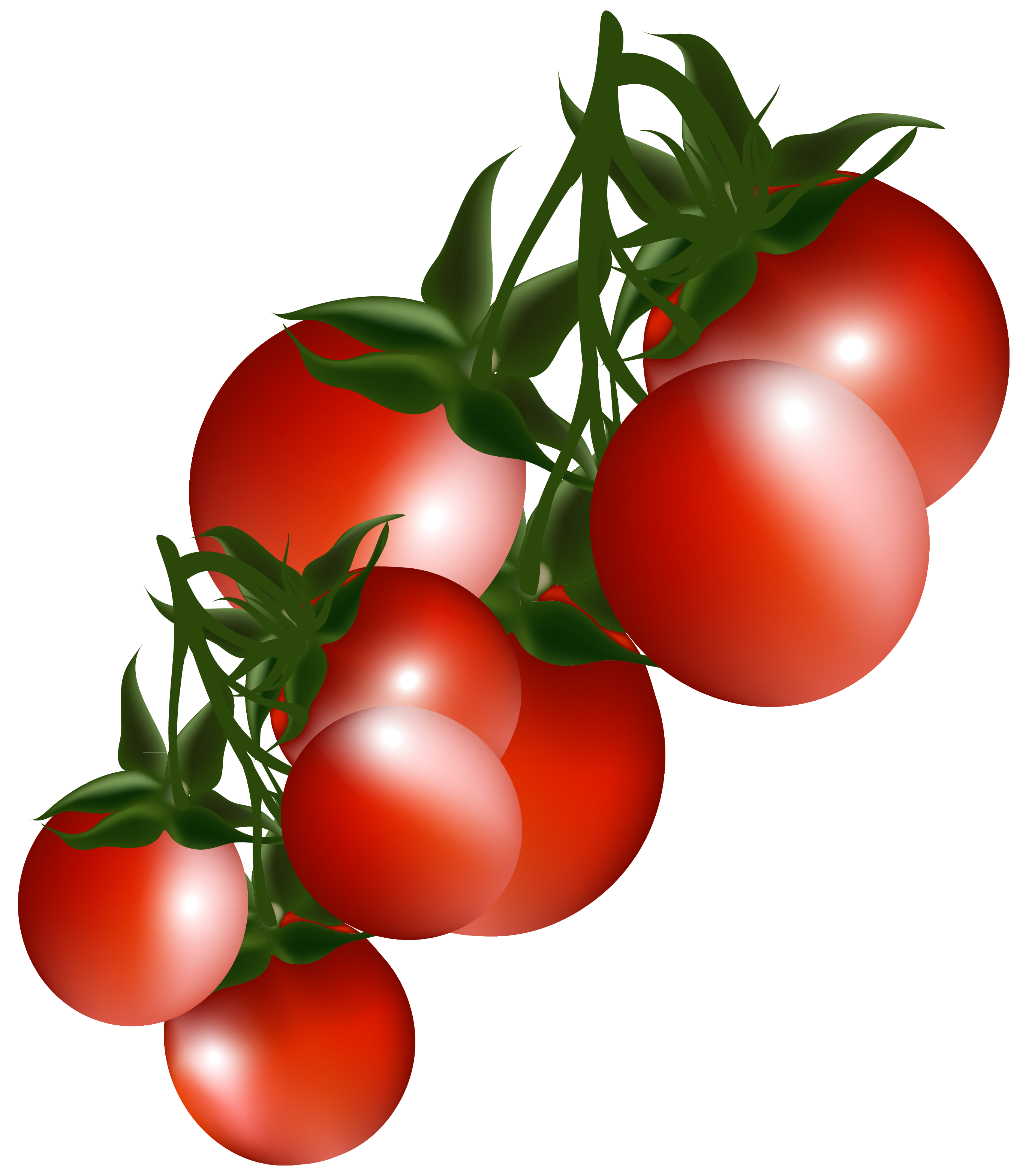 tomato branch border clip art