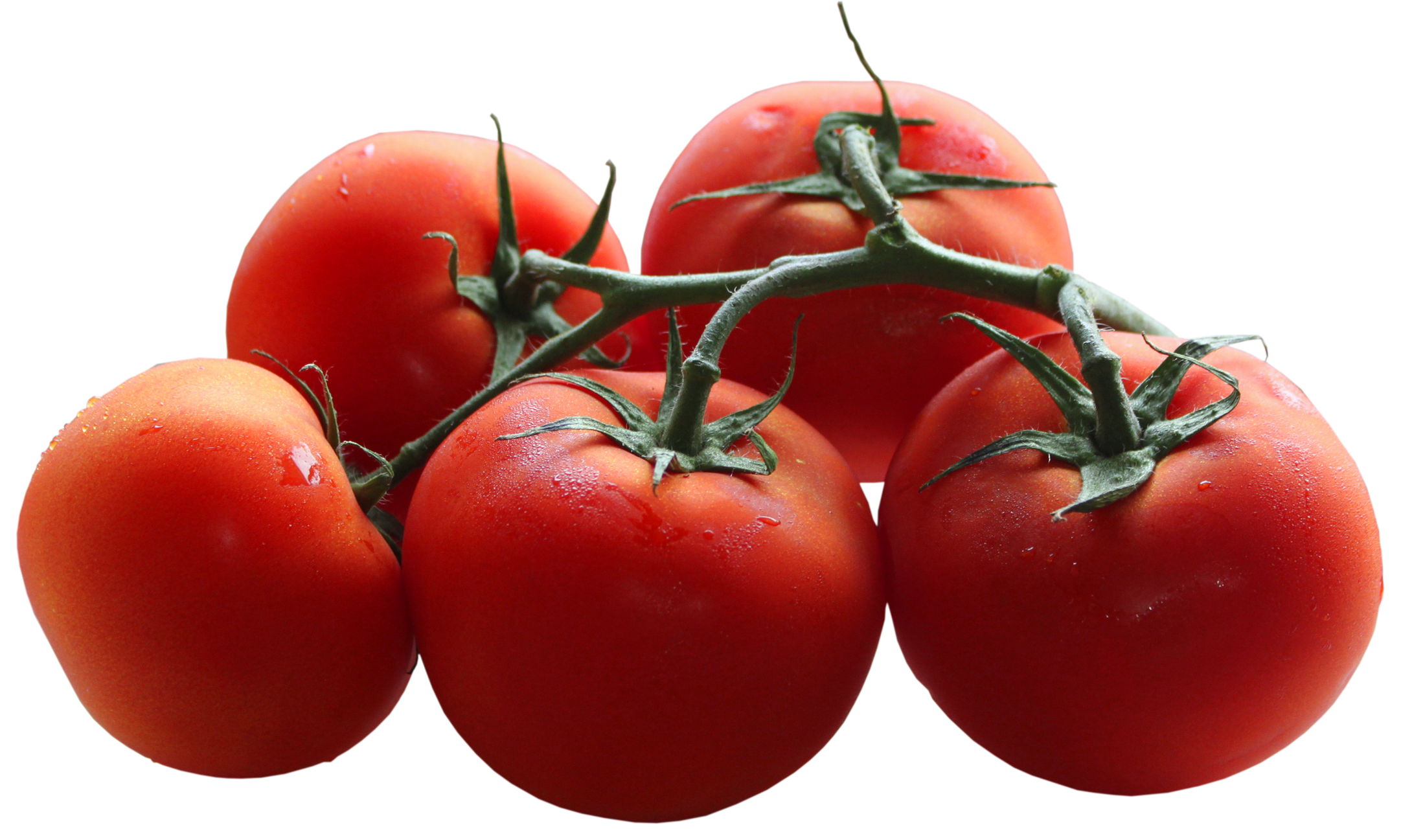 tomato branch border clip art