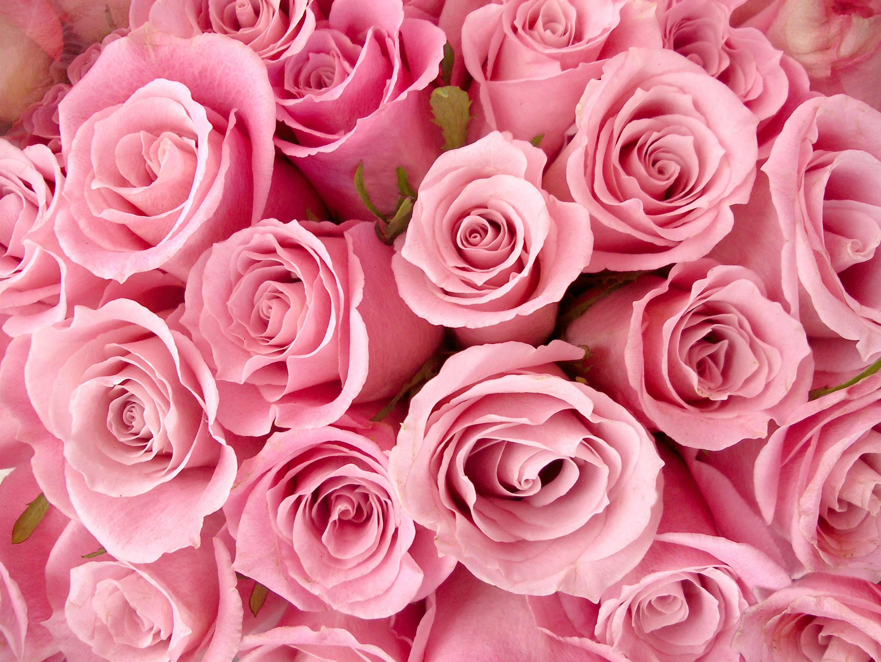 pink rose background images