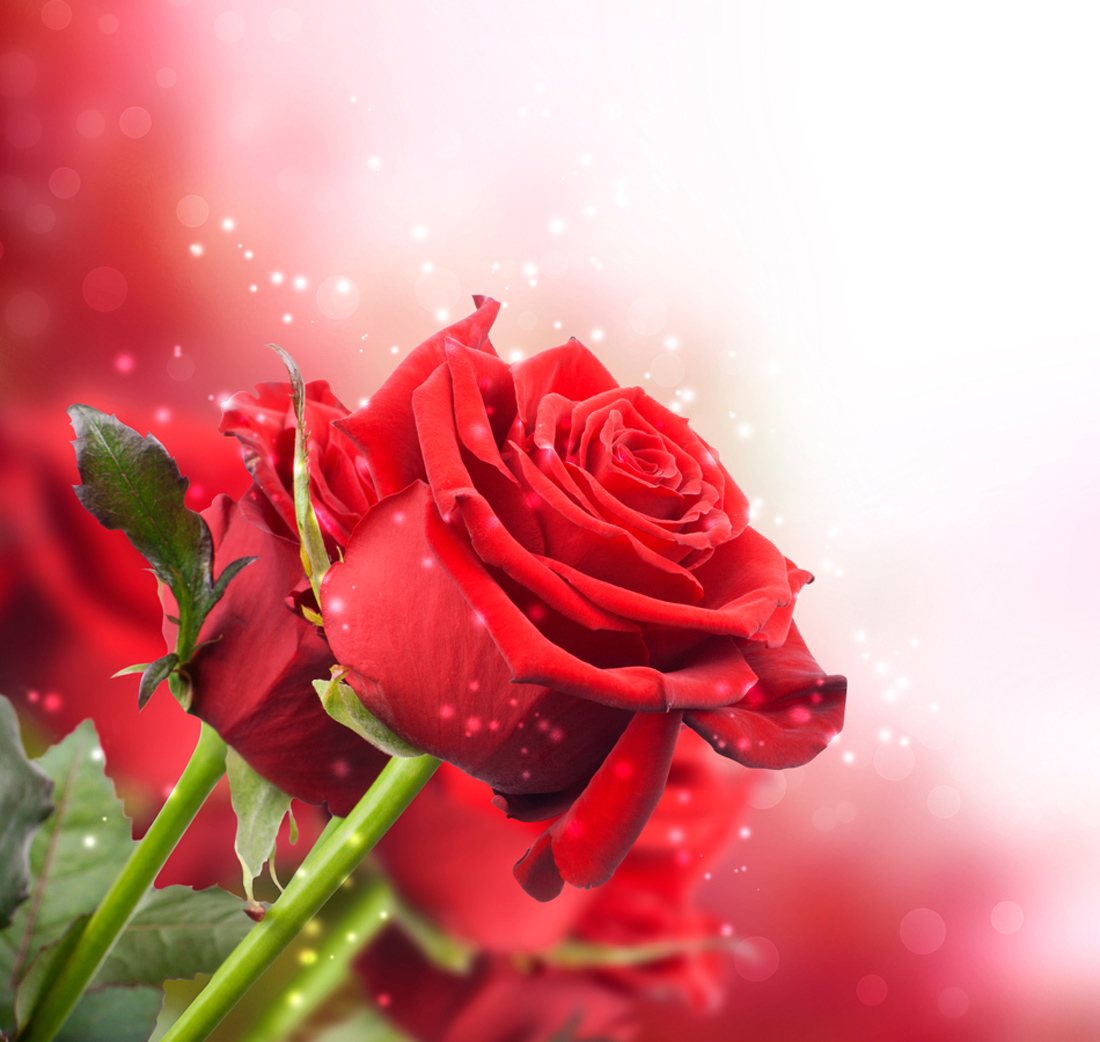 Red Roses Pretty Background​  Gallery Yopriceville - High-Quality