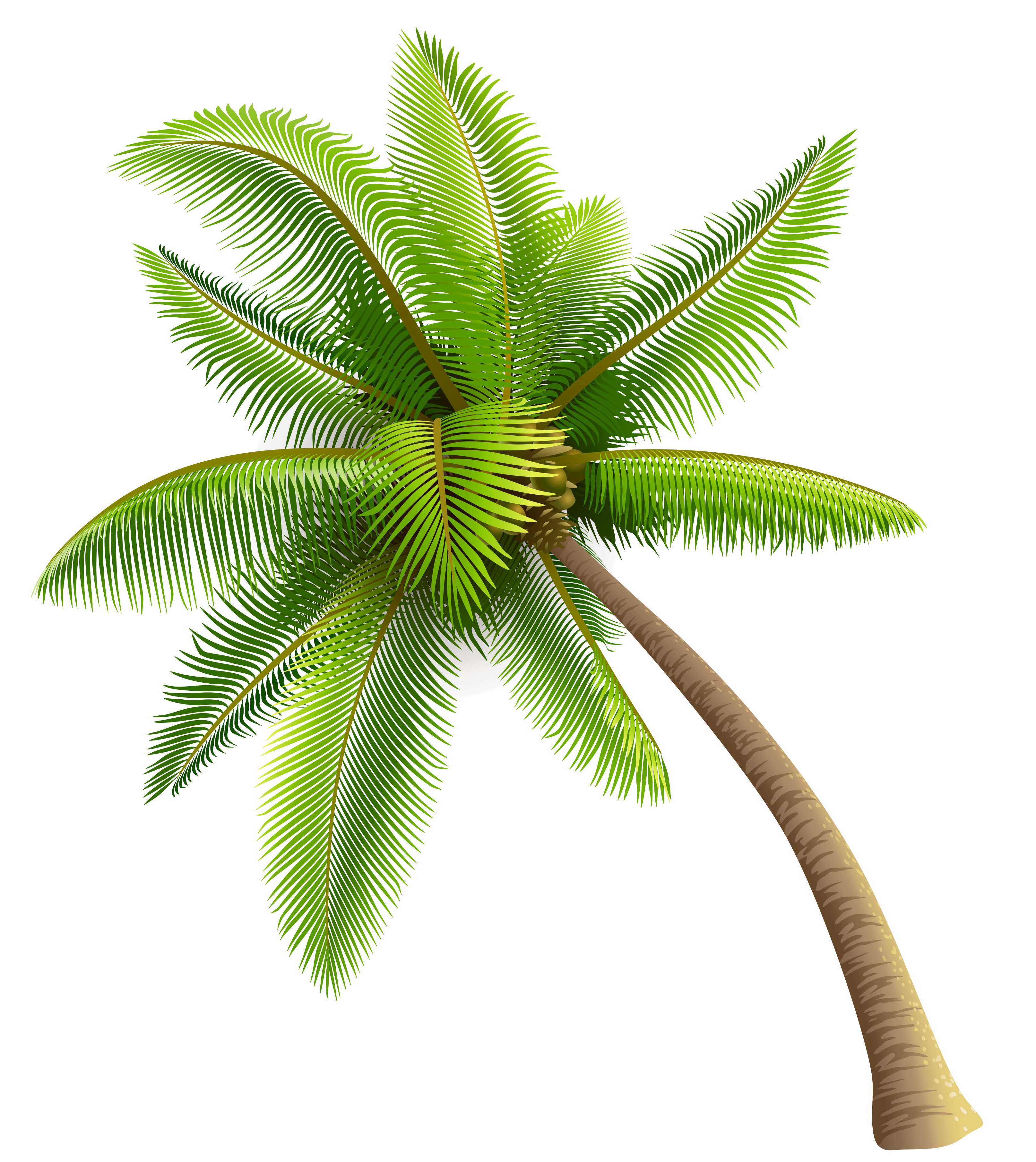 Green Palm Tree PNG Transparent Images Free Download