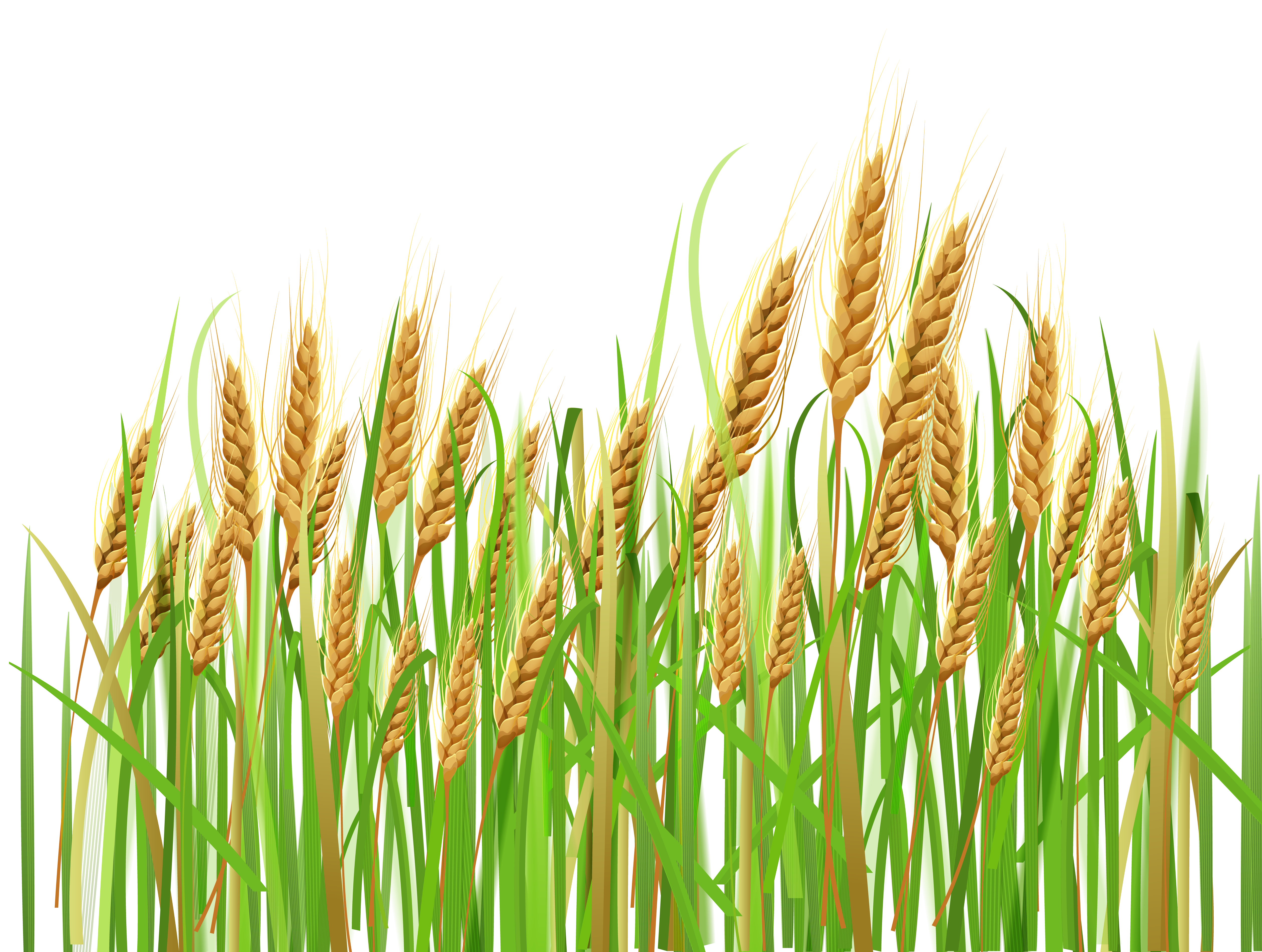 wheat clip art