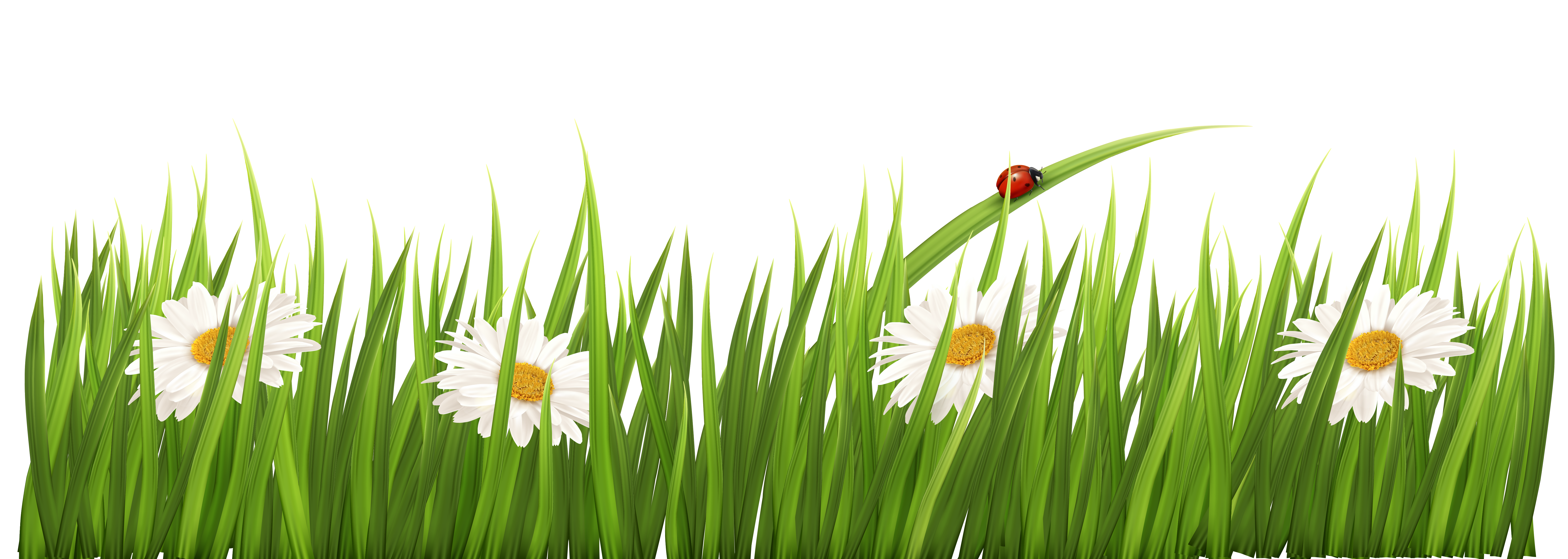 grass with flower background