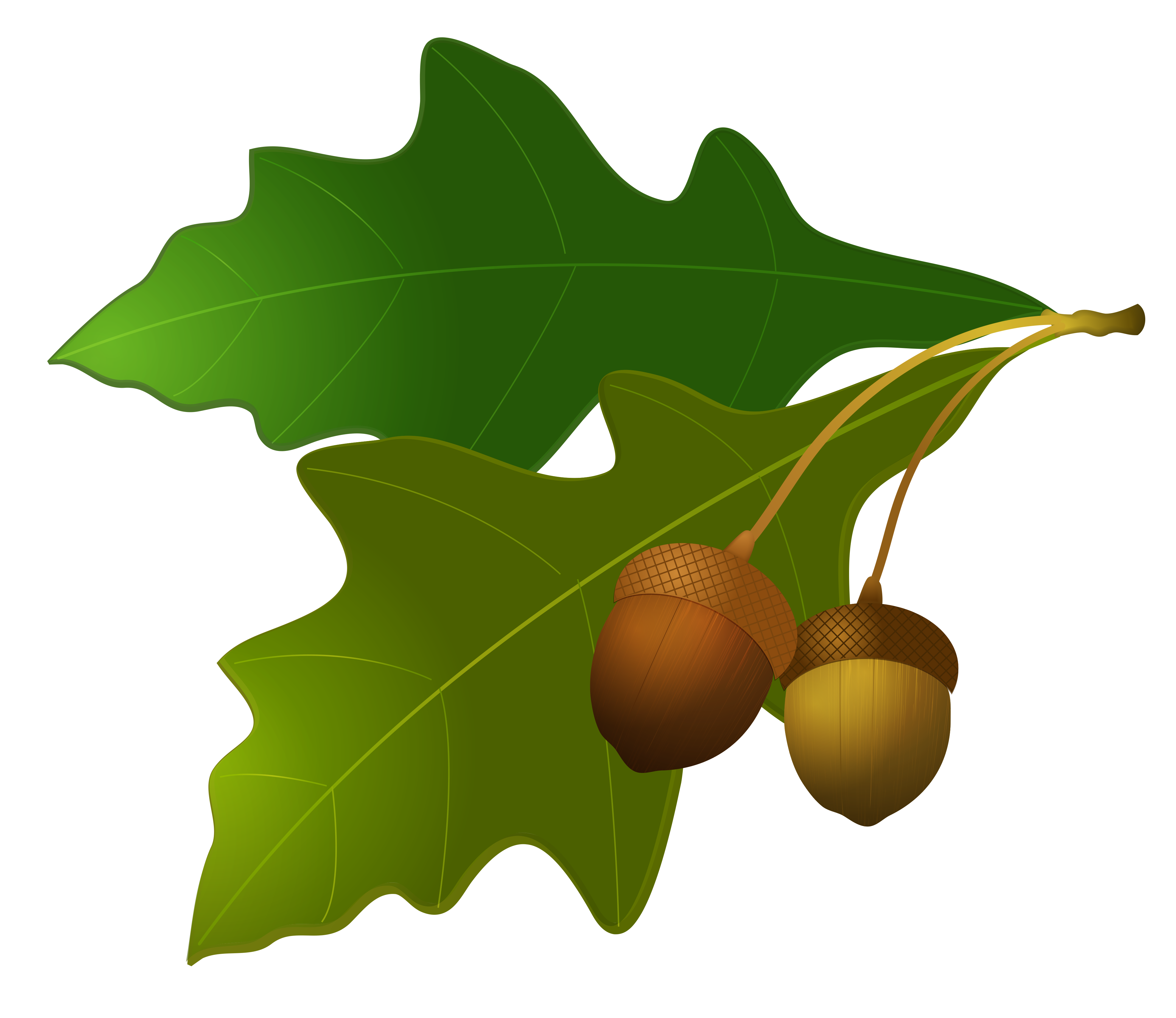 oak tree with acorns clip art