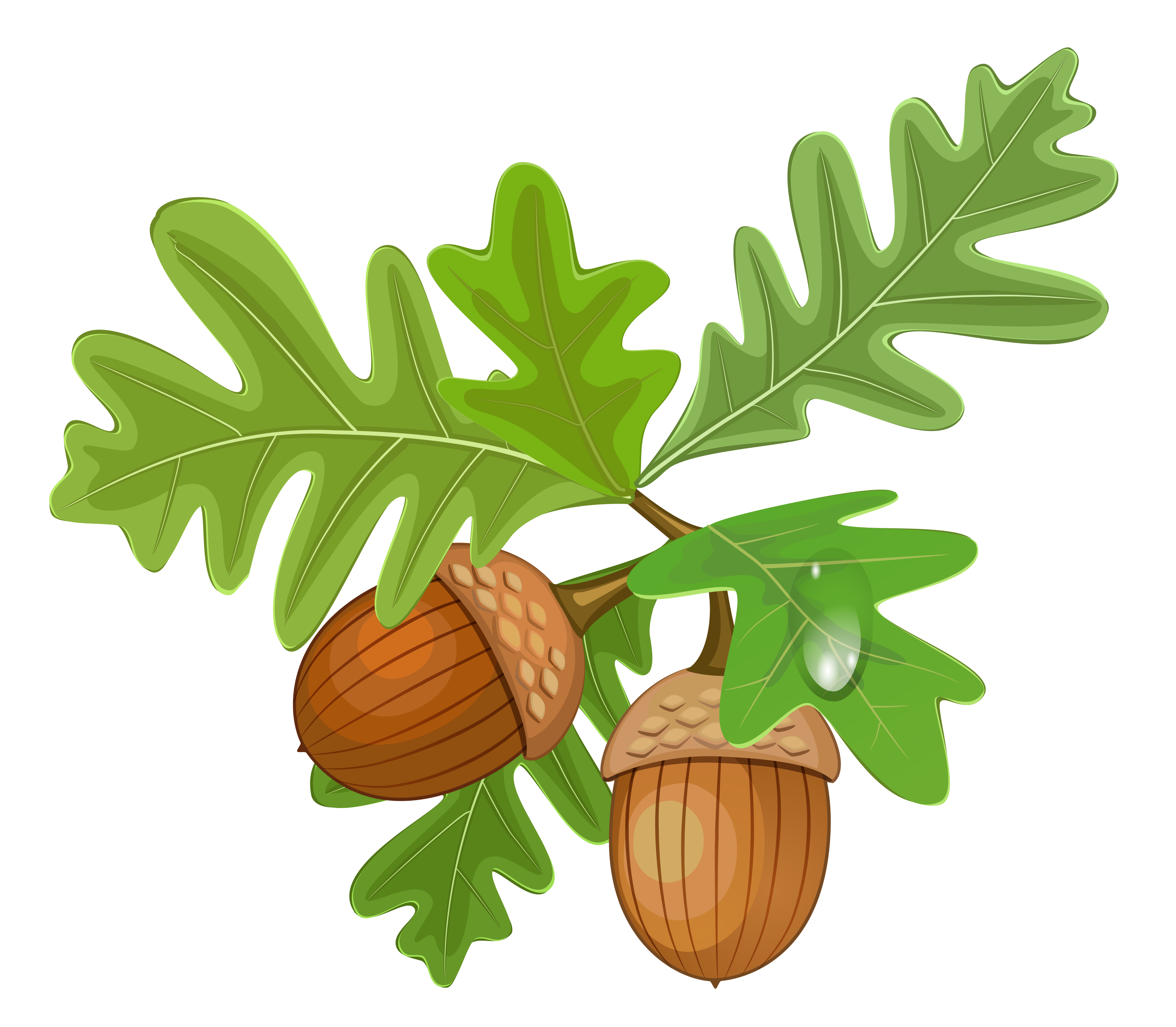 acorns and leaves clip art