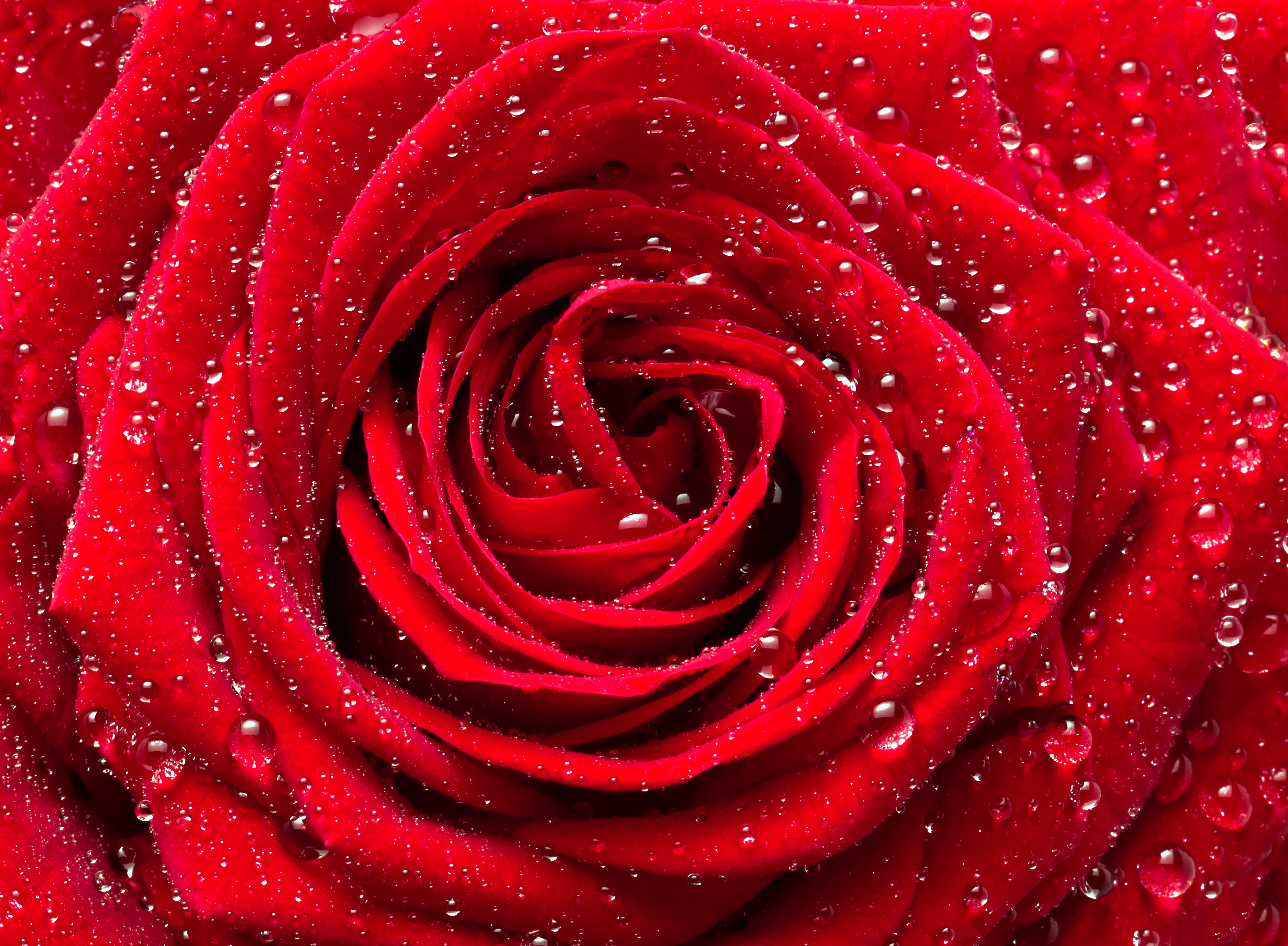 red rose wallpaper for desktop full size
