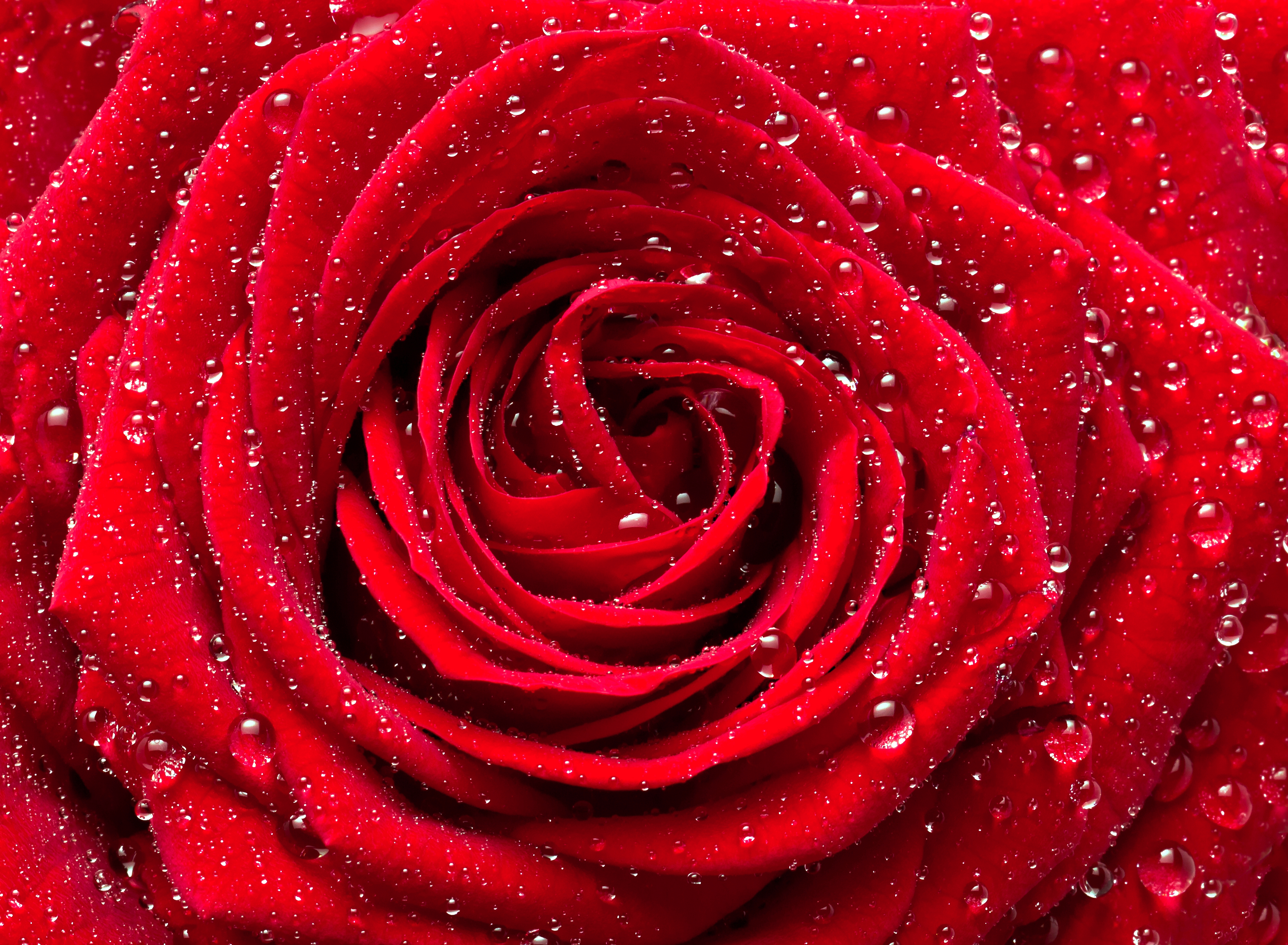 beautiful red rose wallpaper download