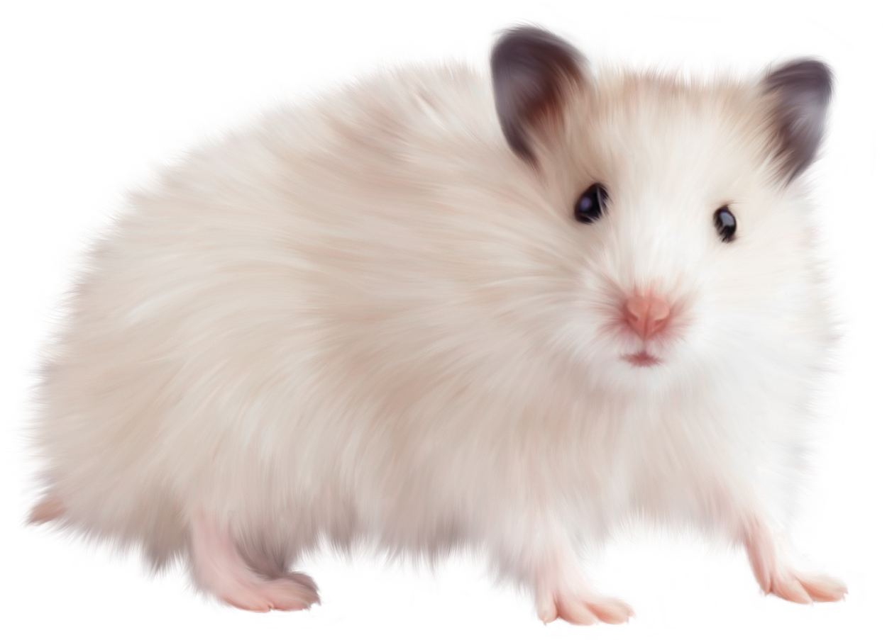 mouse animal png