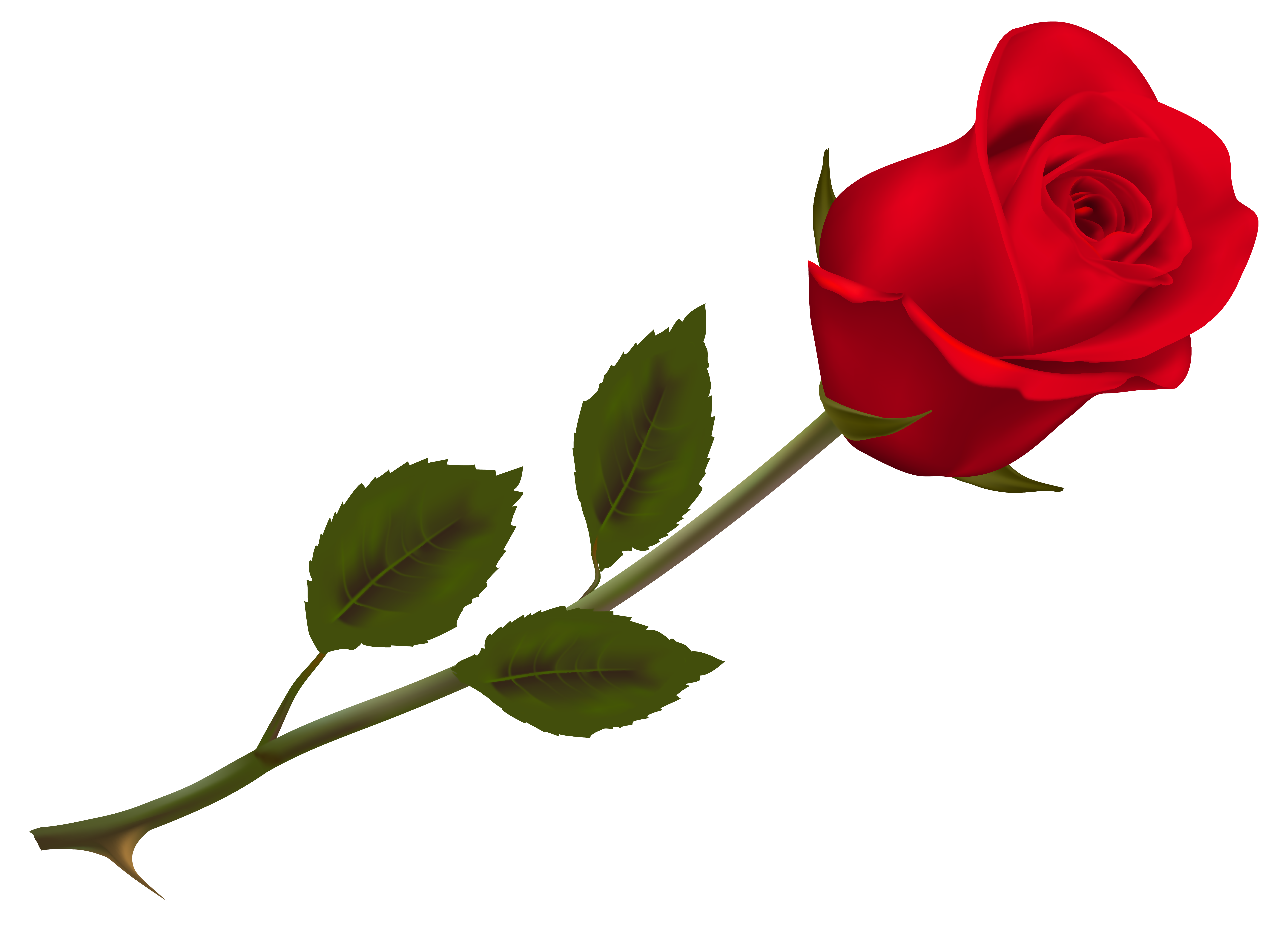 Transparent Png Images Roses