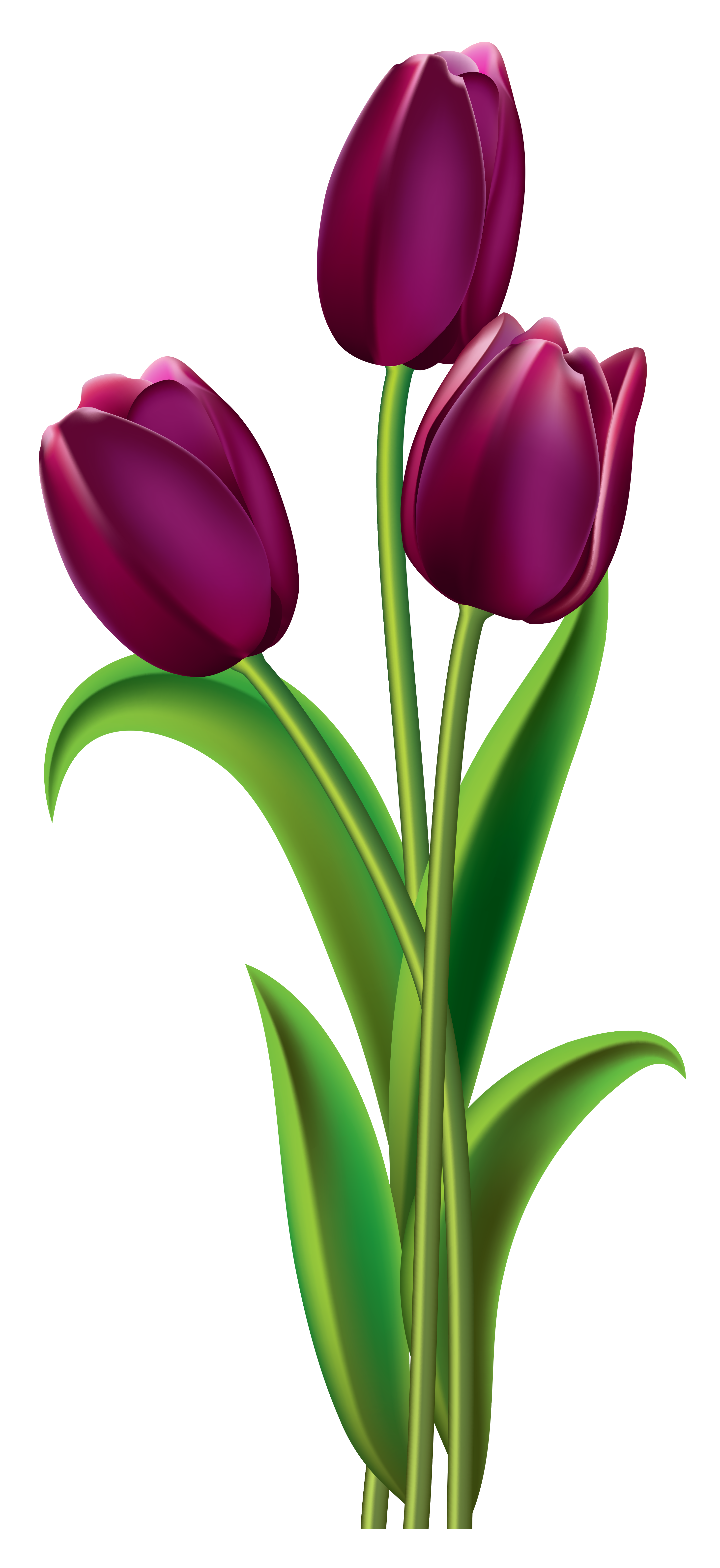 purple tulips png