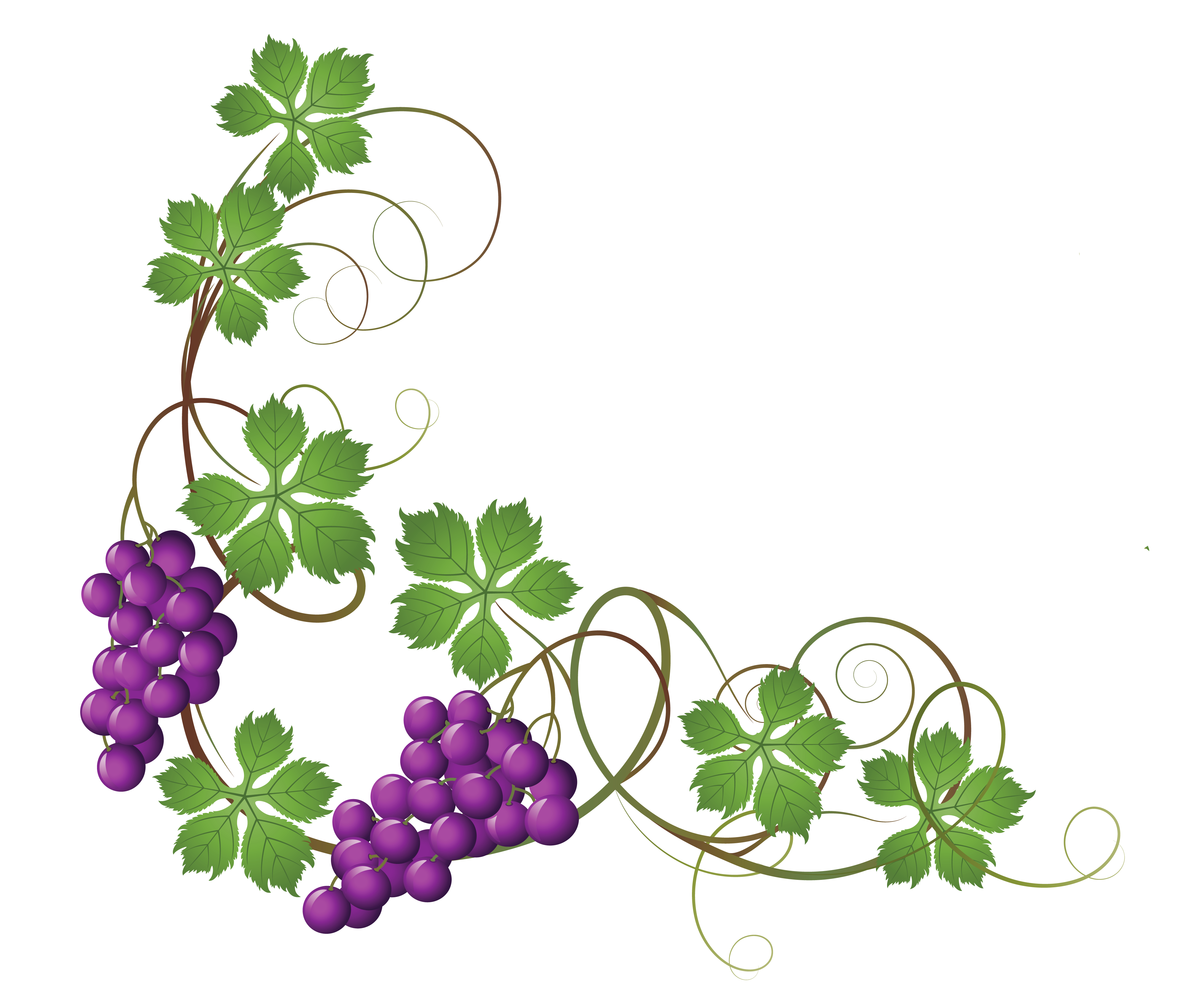 transparent vine border