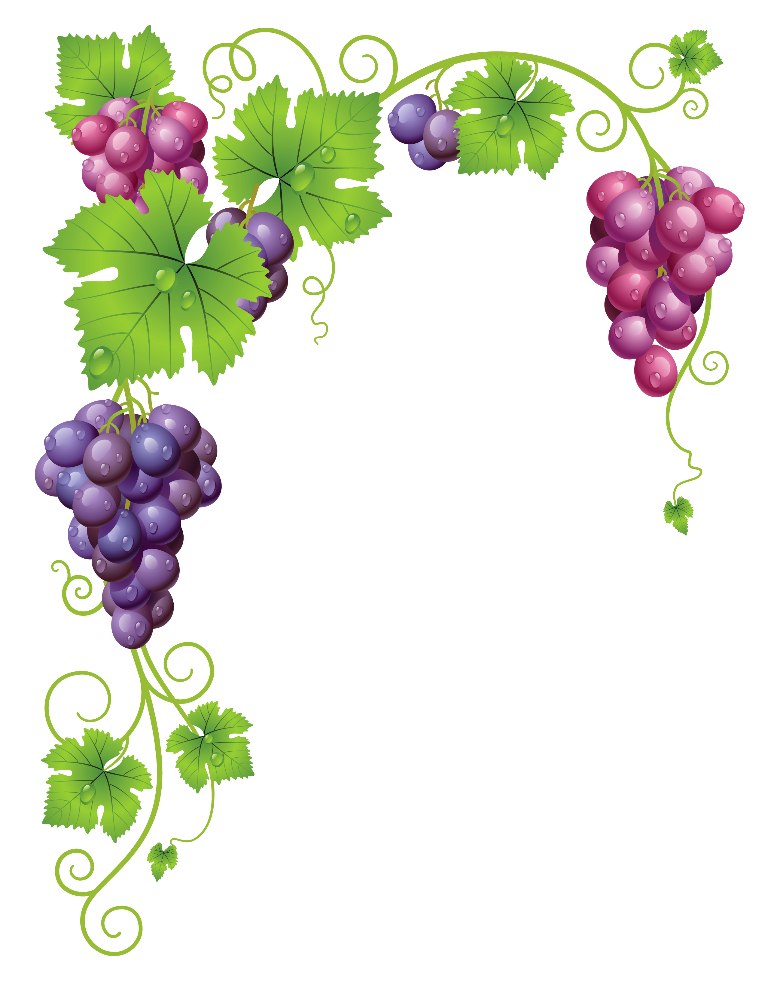 transparent vine border