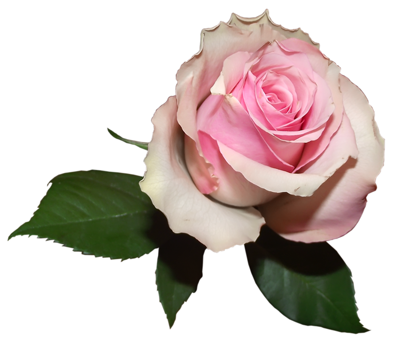 Delicate Soft Pink Rose PNG Clipart​  Gallery Yopriceville - High-Quality  Free Images and Transparent PNG Clipart