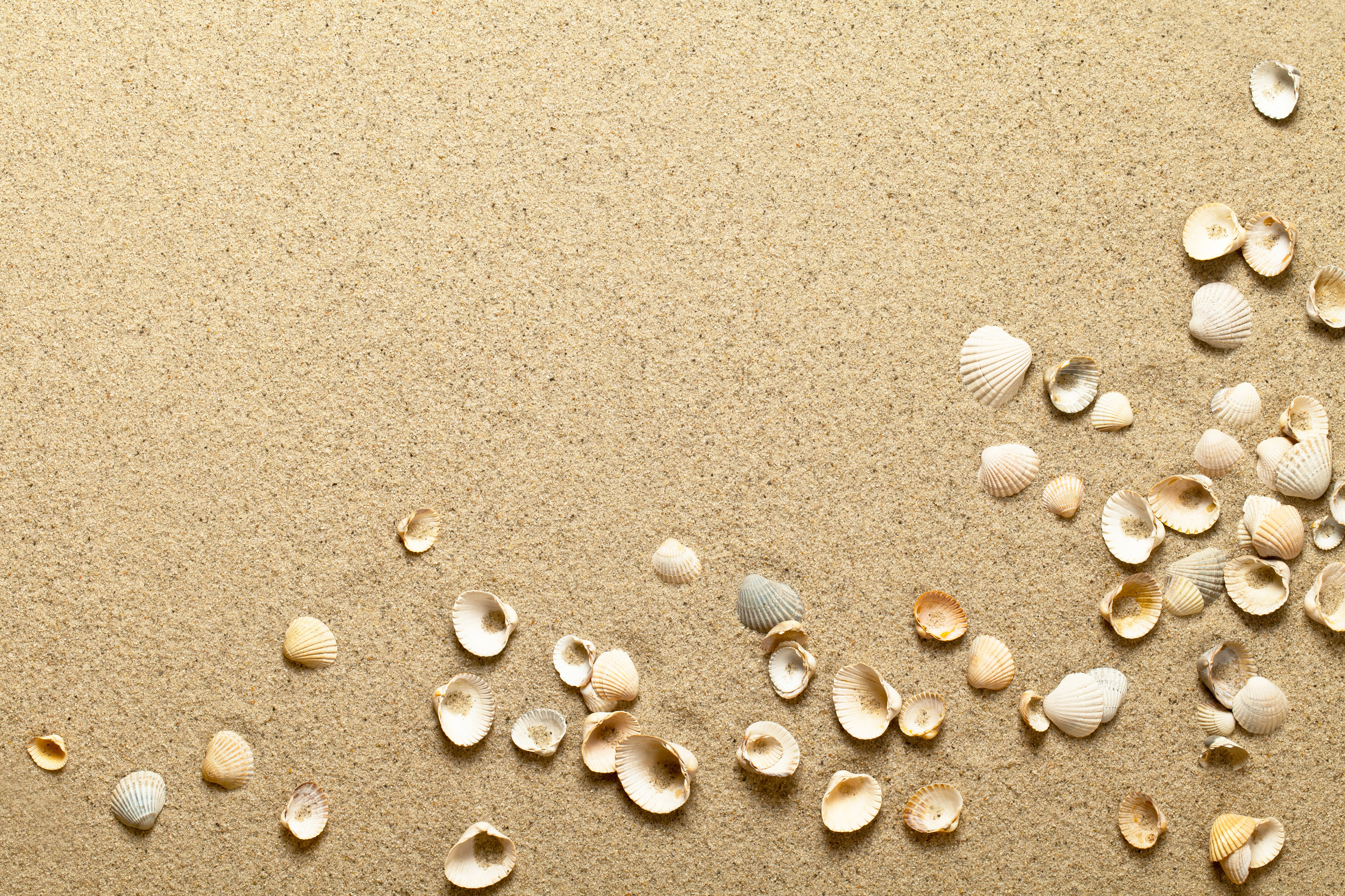 Beach Sand Shells Images – Browse 285,890 Stock Photos, Vectors, and Video