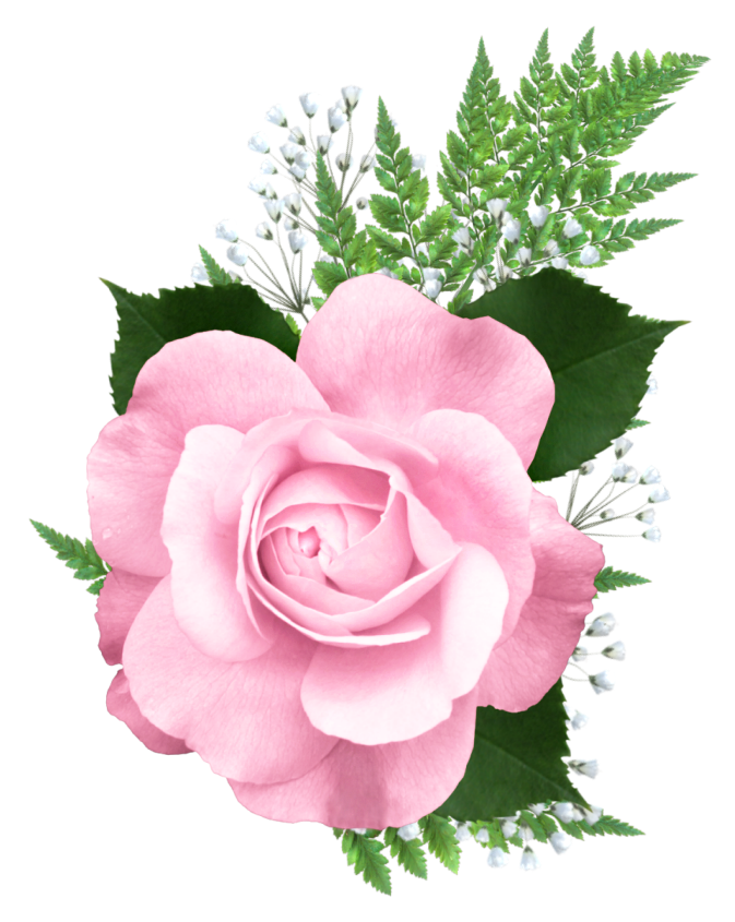 Pink Rose Png Transparent Picture Gallery Yopriceville High Quality Images And Transparent Png Free Clipart