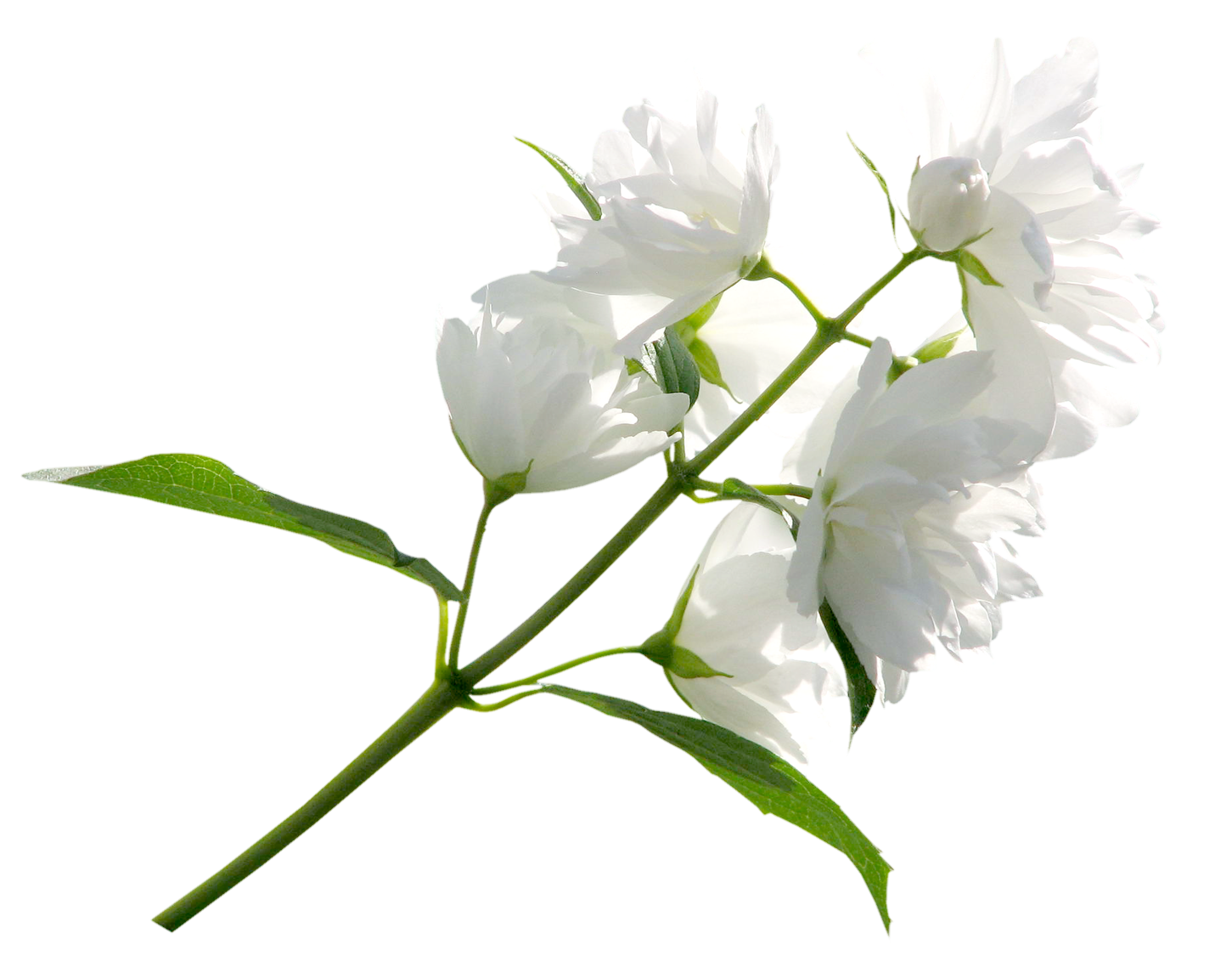 White Flower PNG Clipart Image​ | Gallery Yopriceville - High-Quality Free  Images and Transparent PNG Clipart