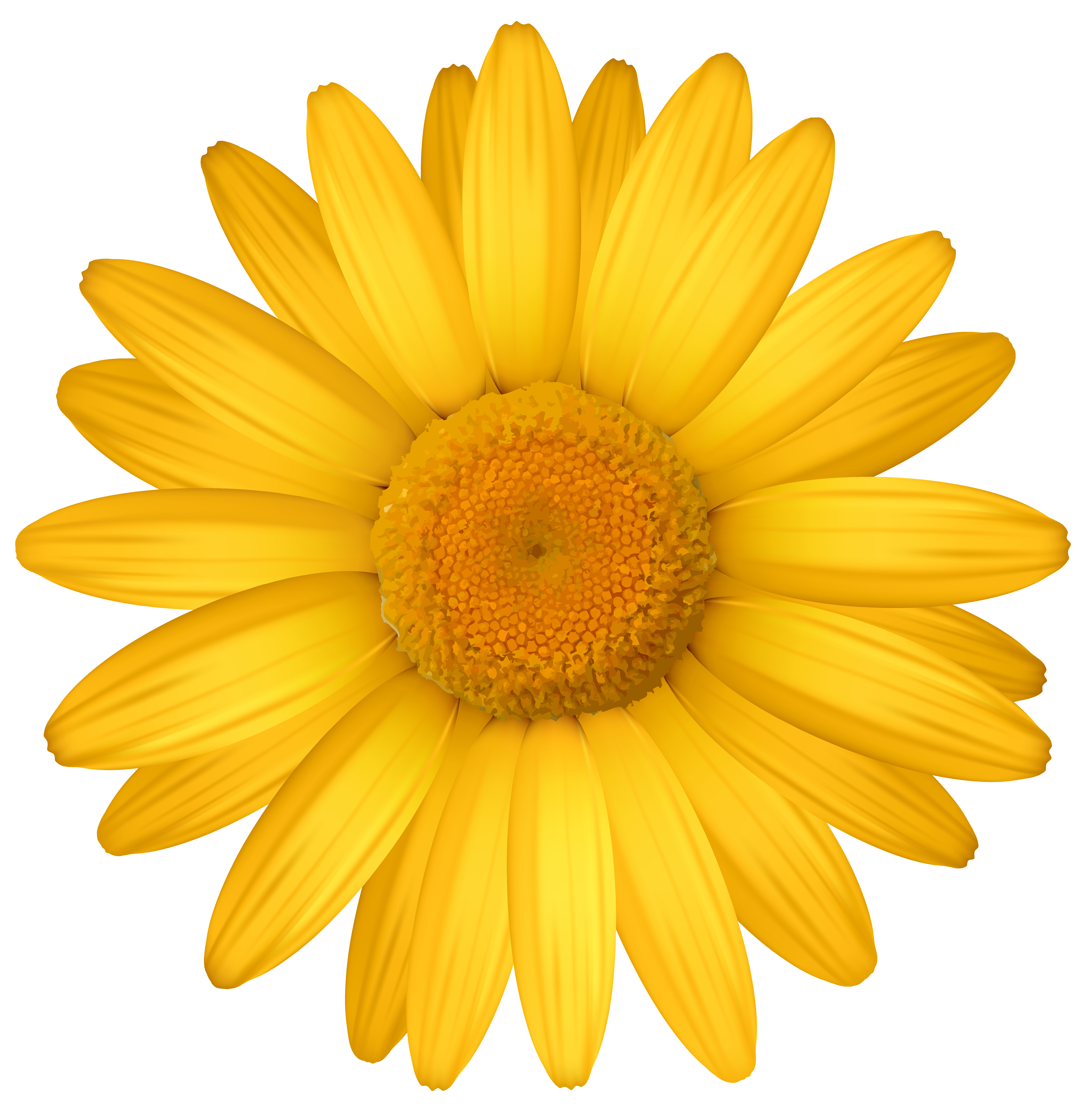 yellow daisy flower images