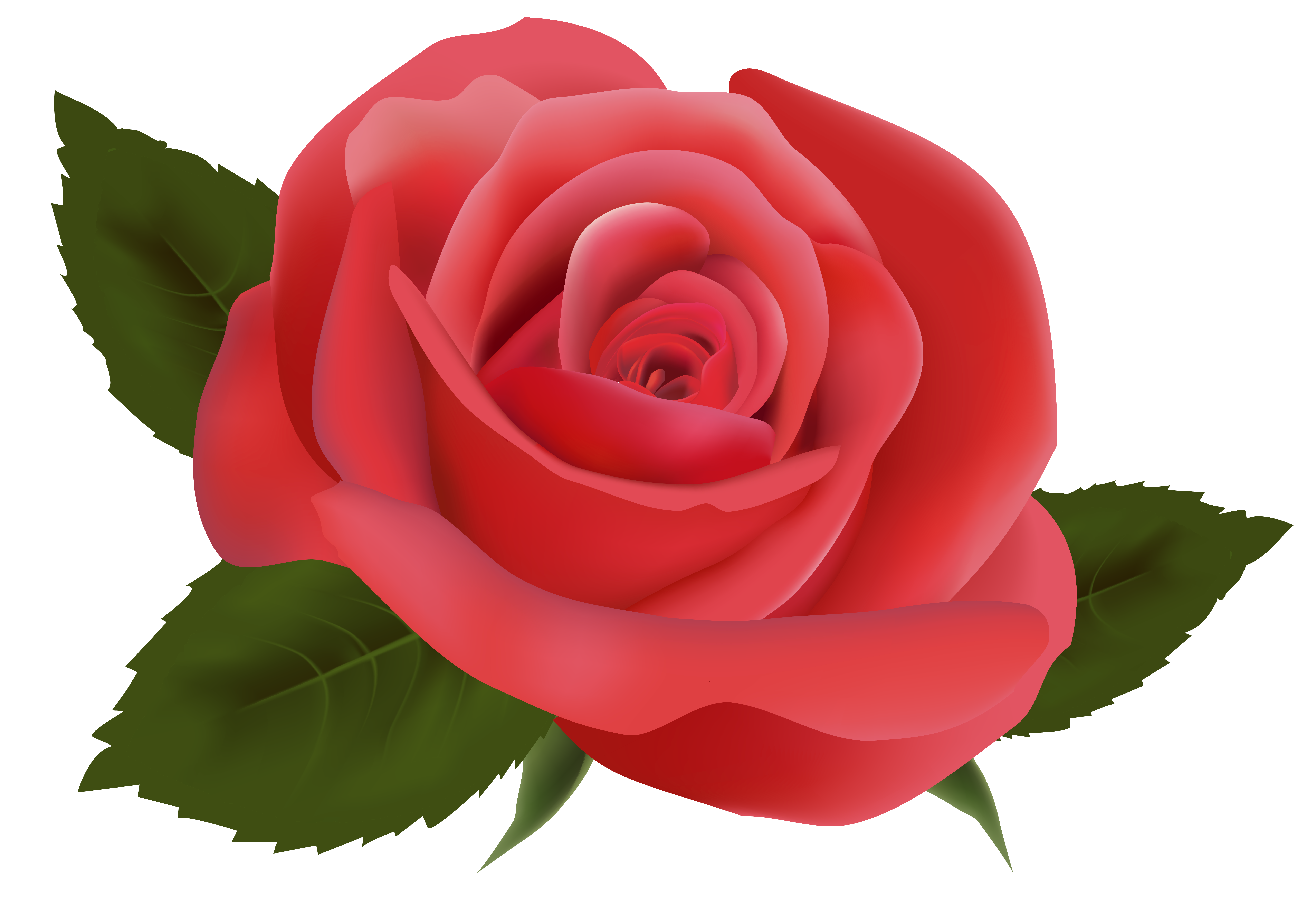 Red Rose PNG Image Clipart​  Gallery Yopriceville - High-Quality Free  Images and Transparent PNG Clipart