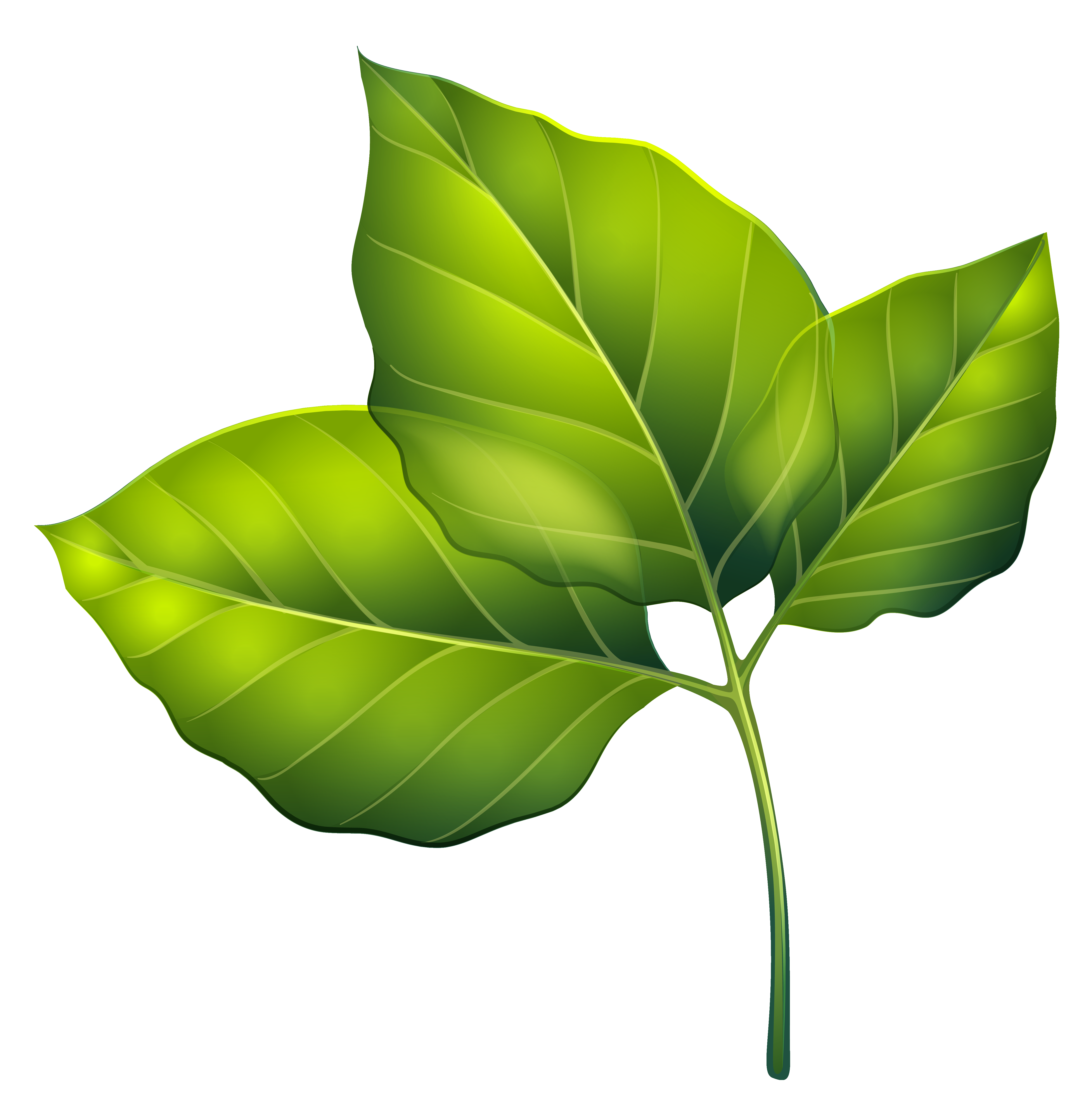 Three Green Leaves PNG Clipart Image​  Gallery Yopriceville - High-Quality  Free Images and Transparent PNG Clipart