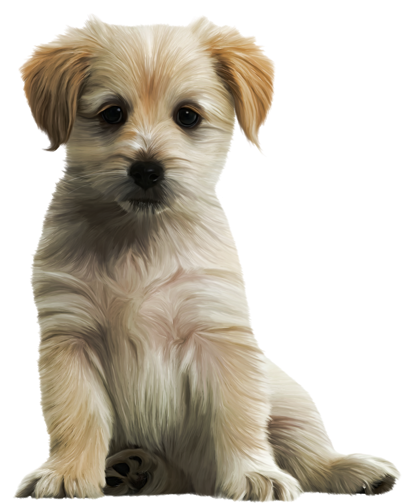 Cute puppy sale png