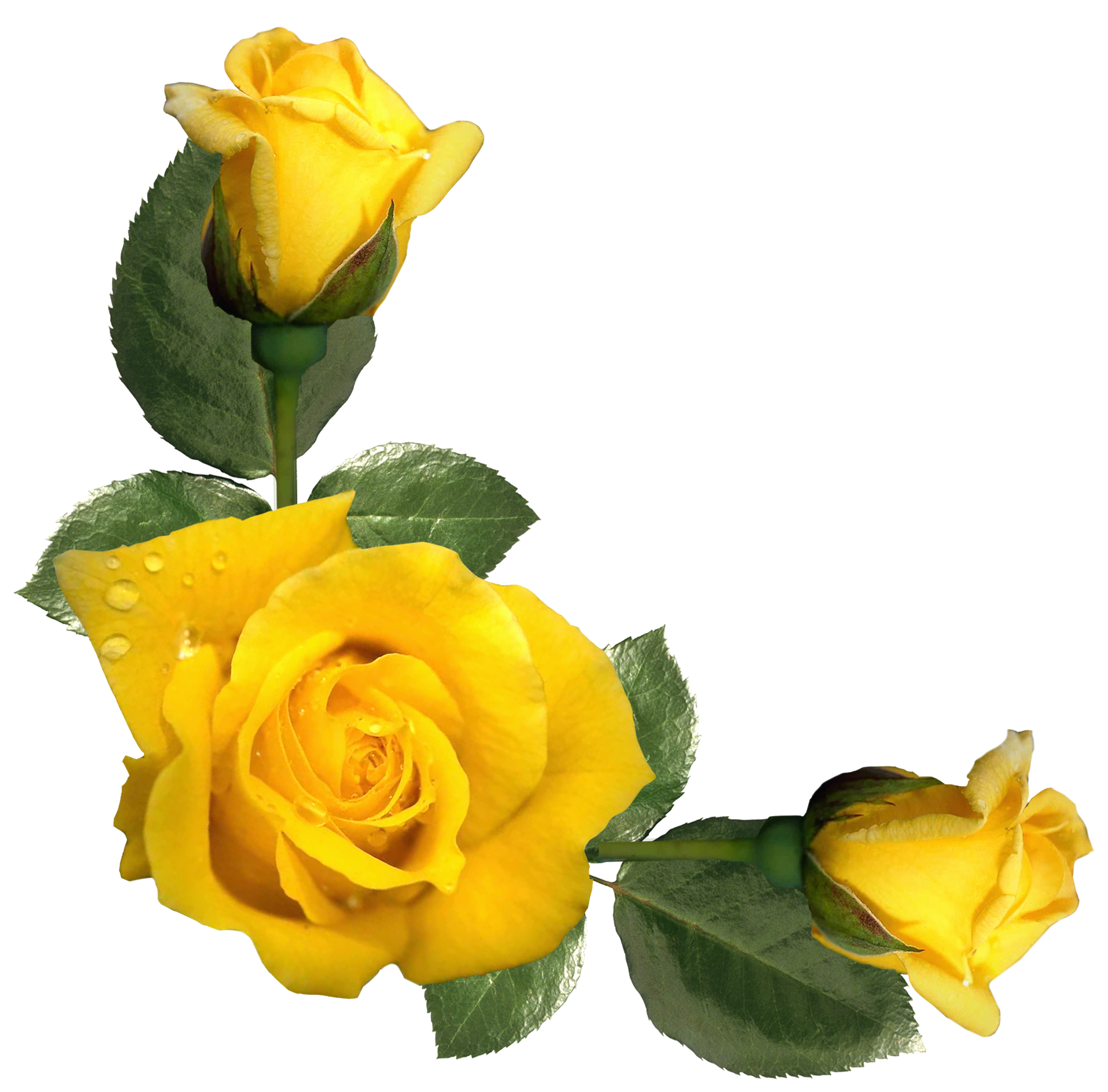 beautiful images of yellow roses