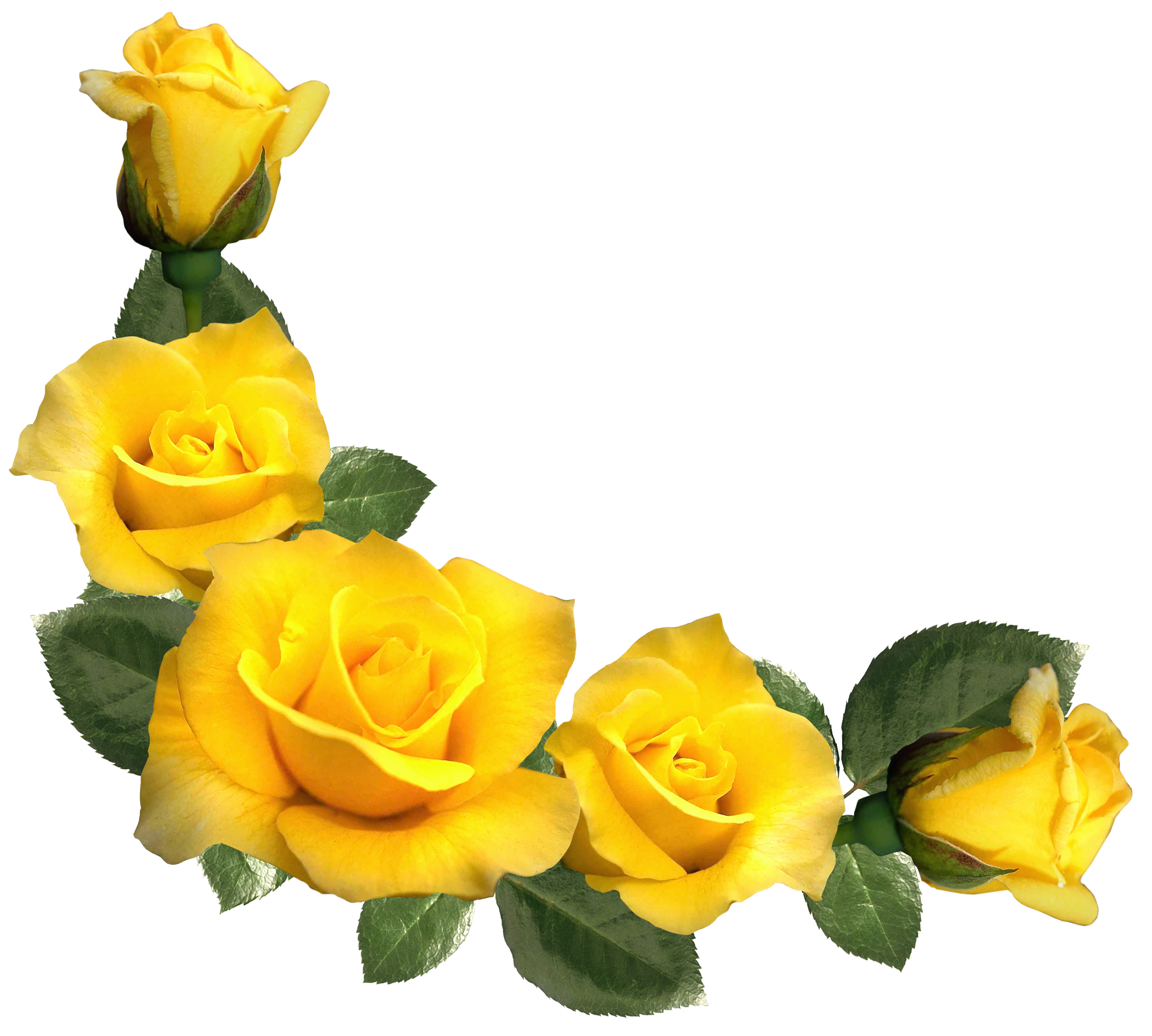 beautiful images of yellow roses