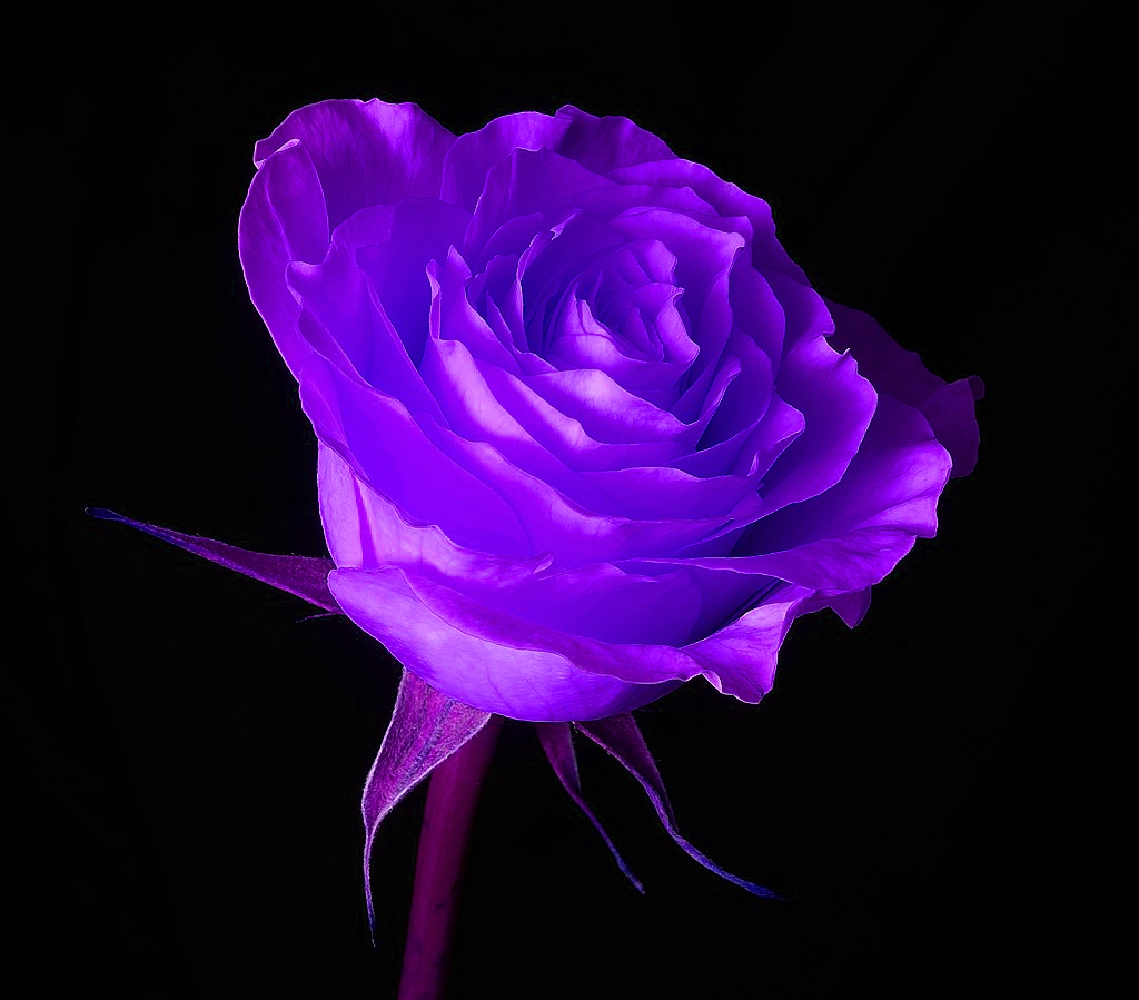 unique purple roses