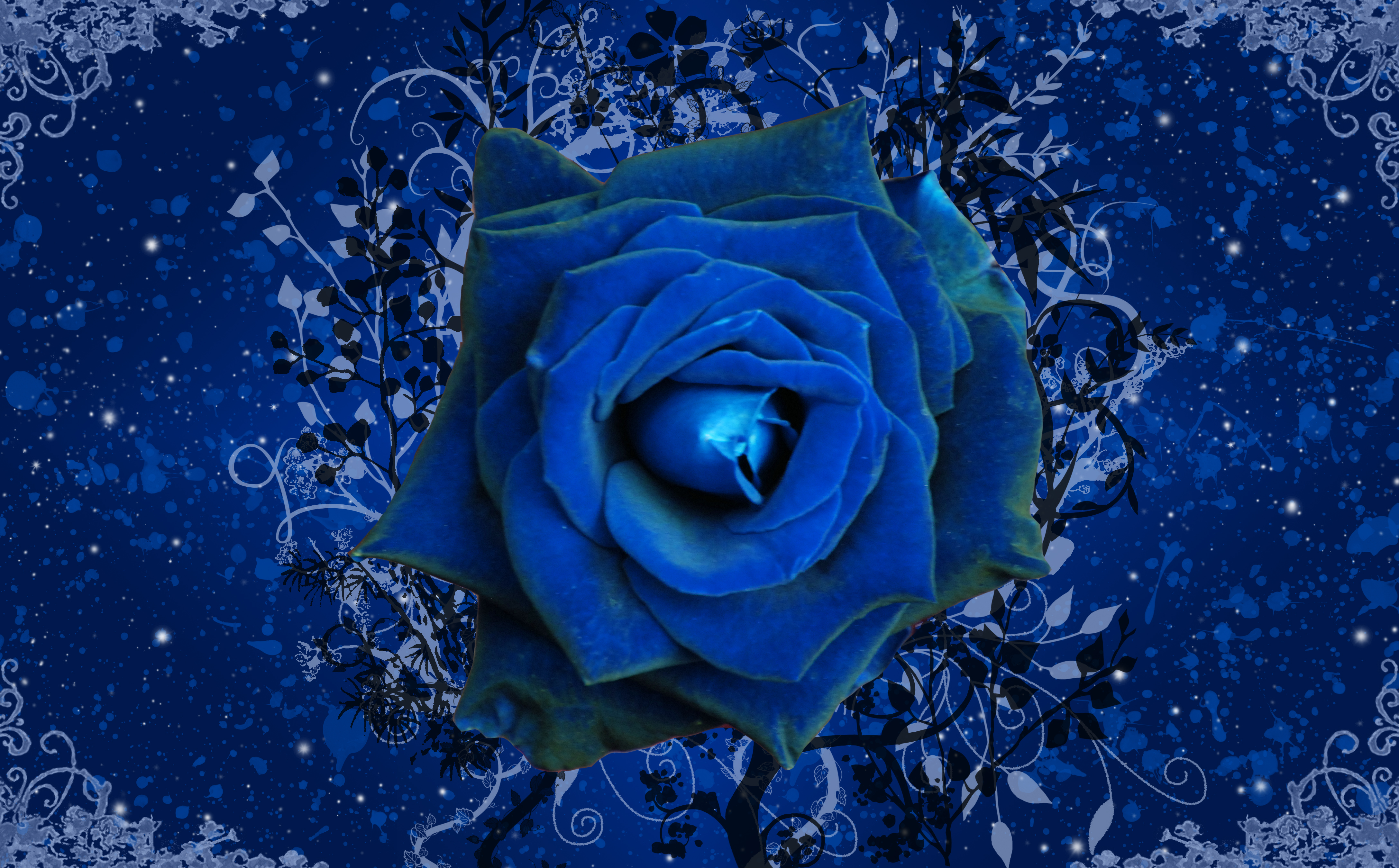 blue rose wallpapers for desktop