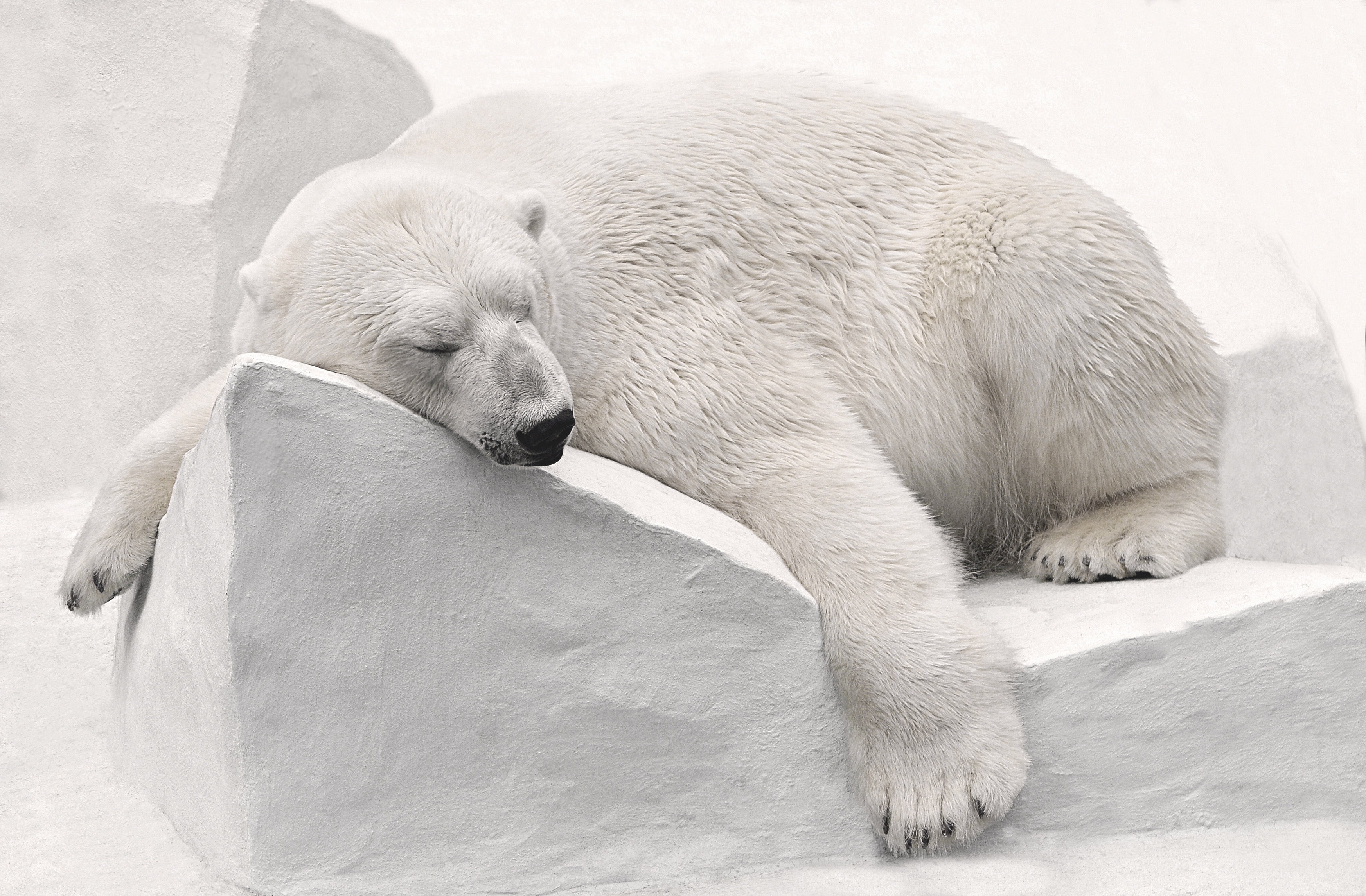 polar bear background gallery yopriceville high quality images