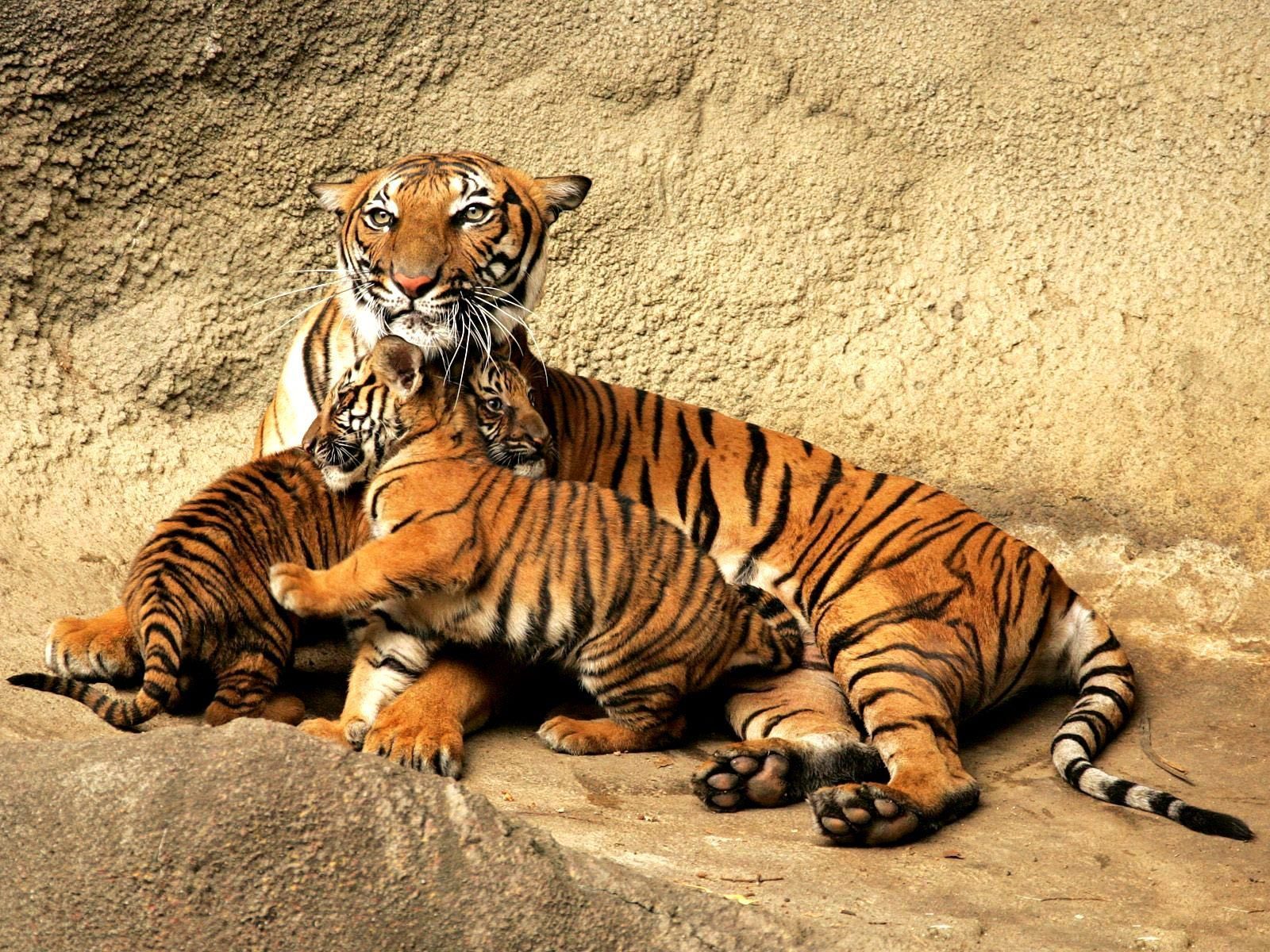 Royal Bengal Tiger  Tiger, Tiger wallpaper, Tiger photography