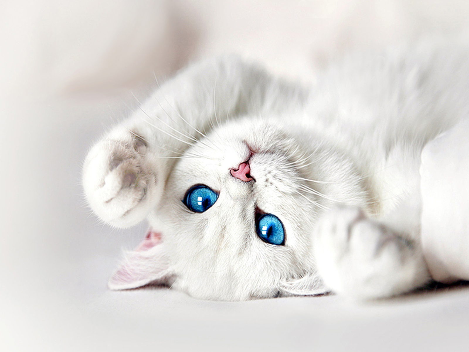 cute white and grey kittens with blue eyes