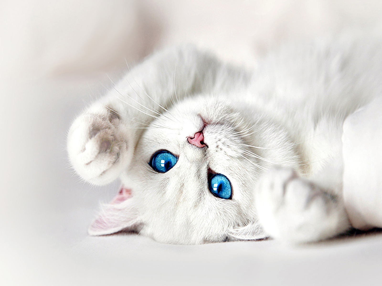 white fluffy cat with blue eyes