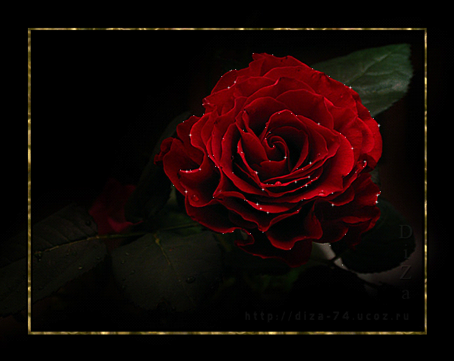 Beautiful Red Rose Gif Animation​ | Gallery Yopriceville - High-Quality  Free Images and Transparent PNG Clipart