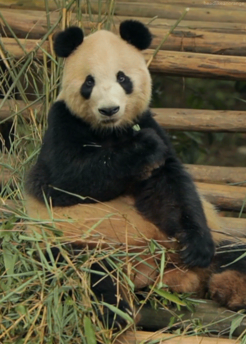 Panda Cute Animal - Free GIF on Pixabay - Pixabay