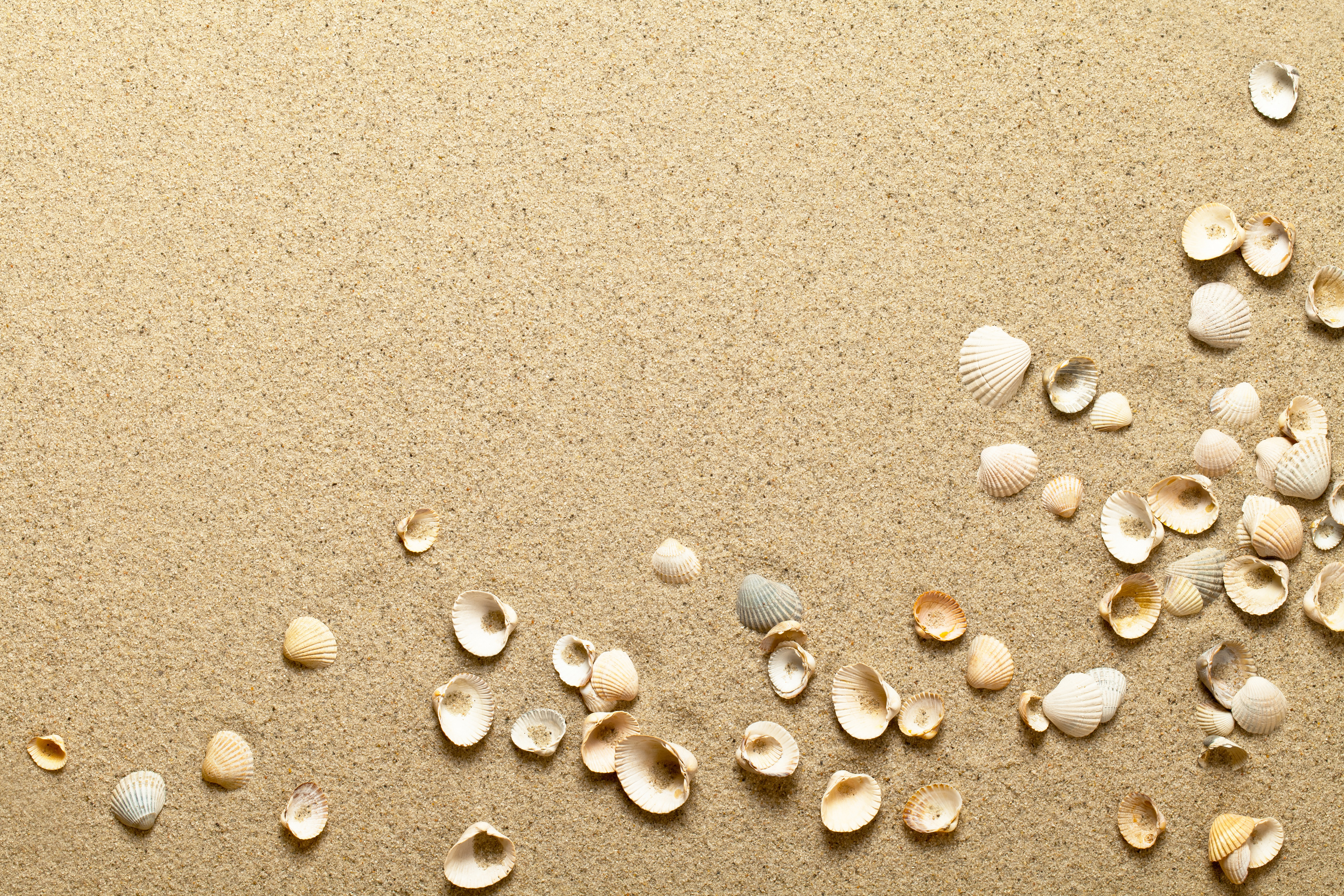 Beach Sand And Shells Background Gallery Yopriceville High Quality Images And Transparent Png Free Clipart