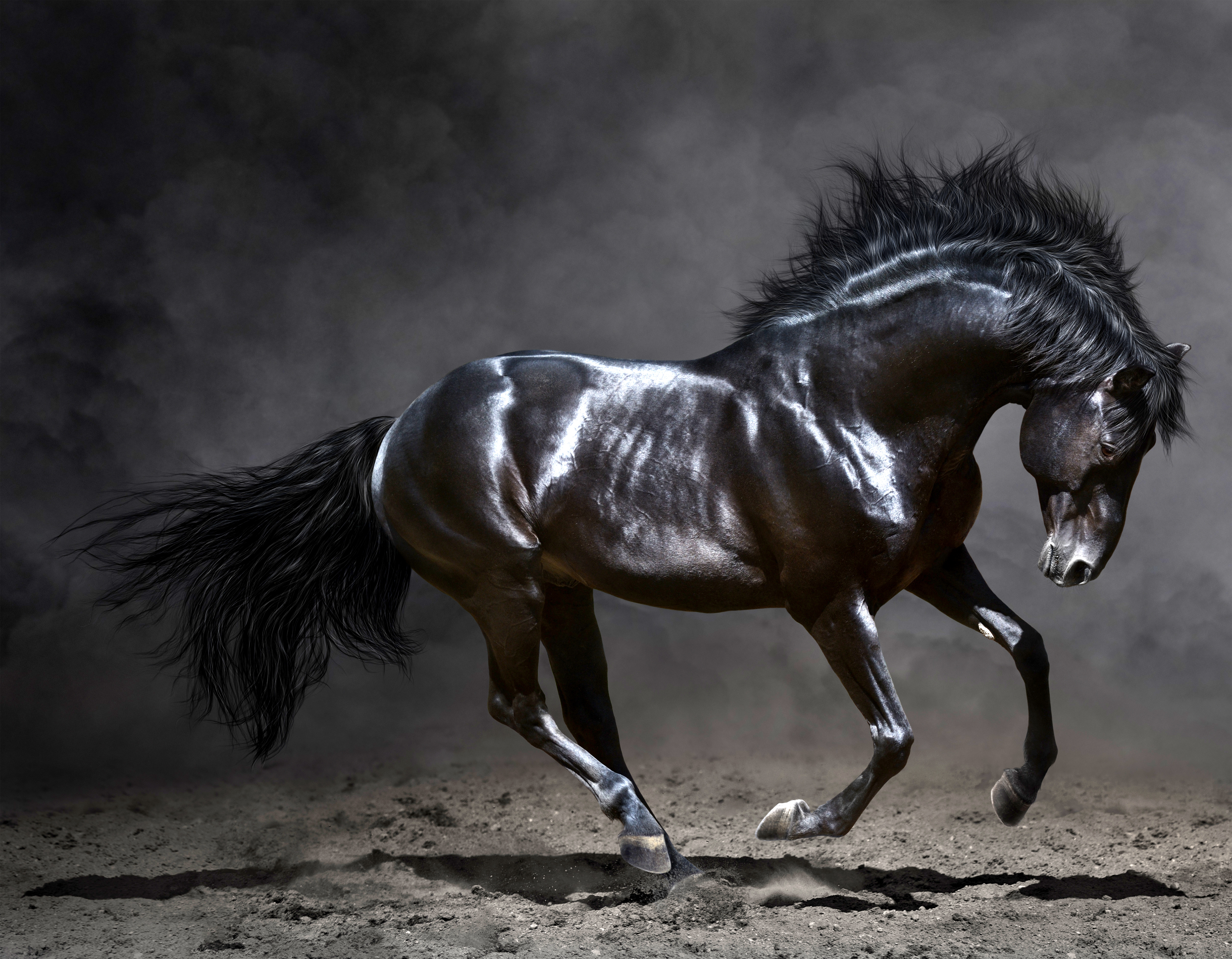 black mustang horse wallpaper