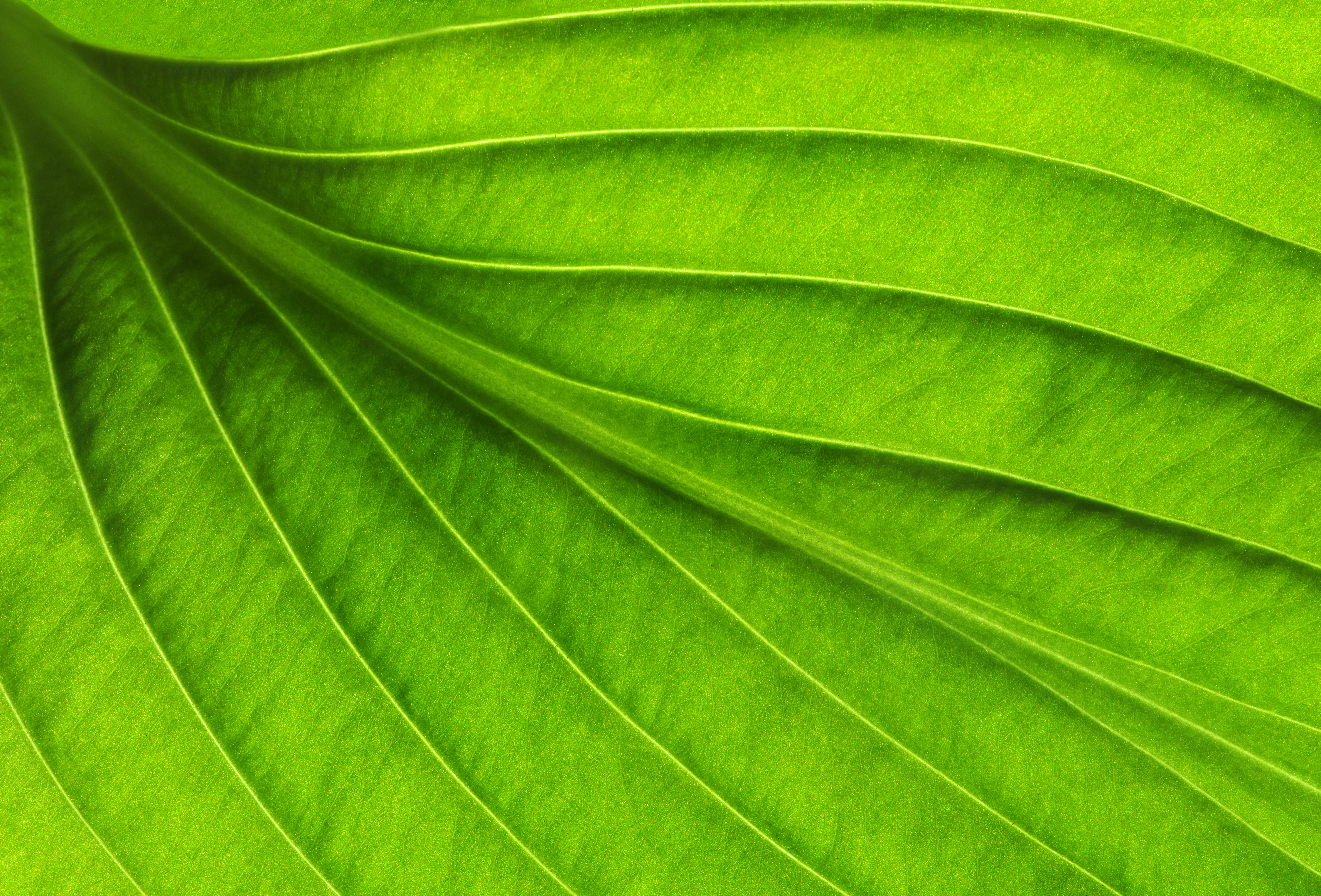 Beautiful Green Leaf Background | Gallery Yopriceville - High-Quality