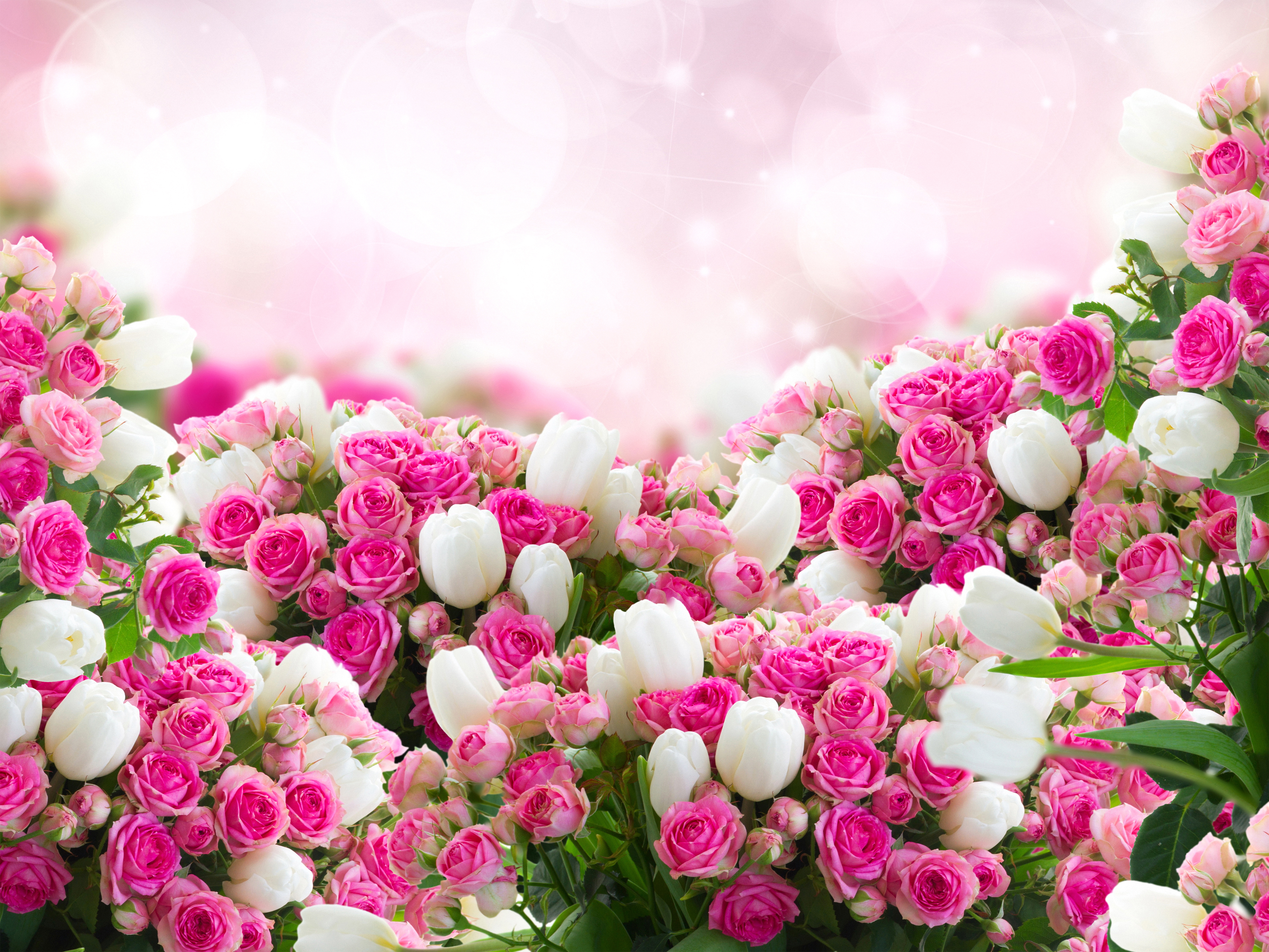 Beautiful Pink Background with Roses and Tulips​ | Gallery Yopriceville -  High-Quality Free Images and Transparent PNG Clipart