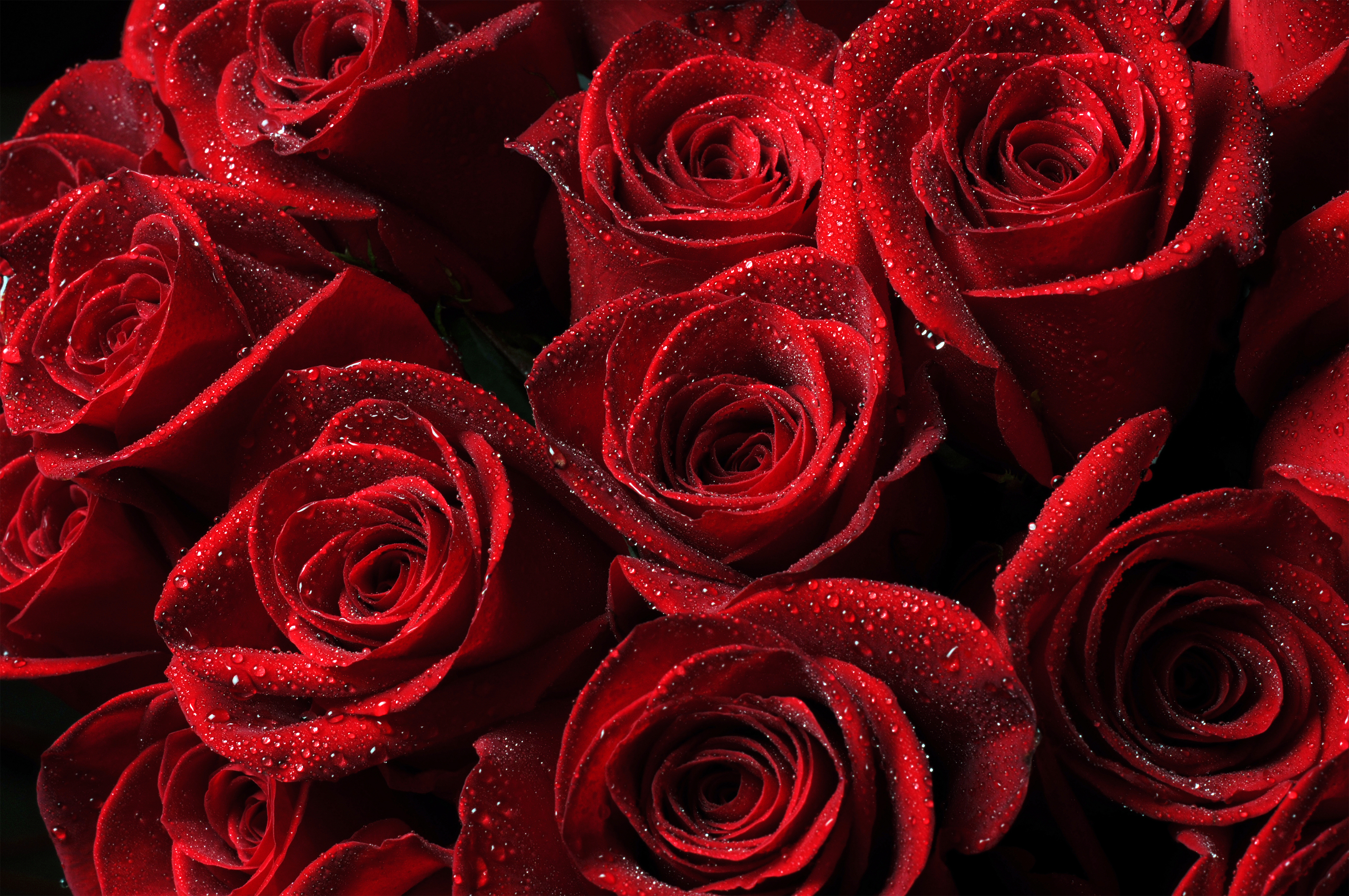 Beautiful Roses Background | Gallery Yopriceville - High ...