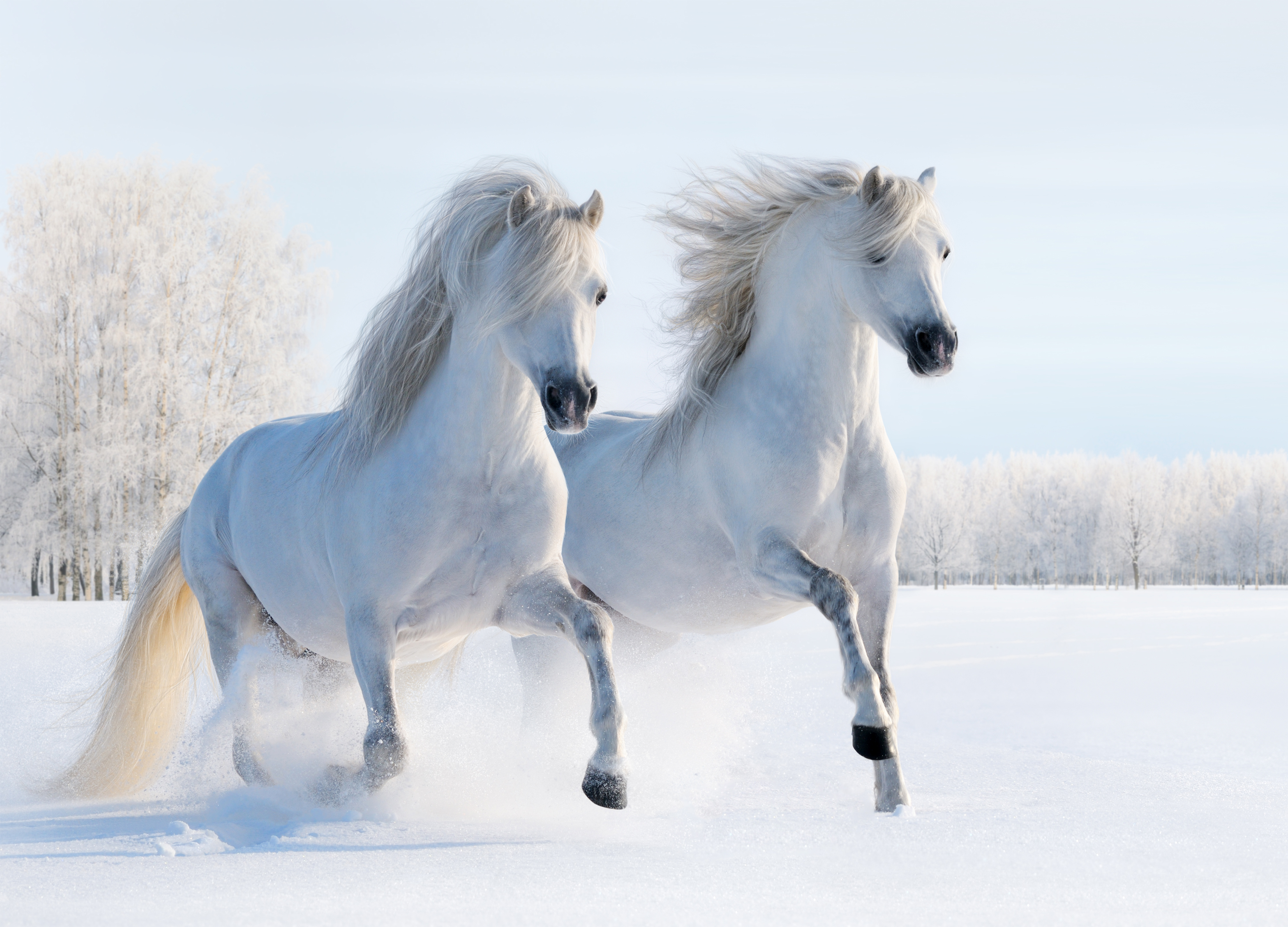 white horse white background