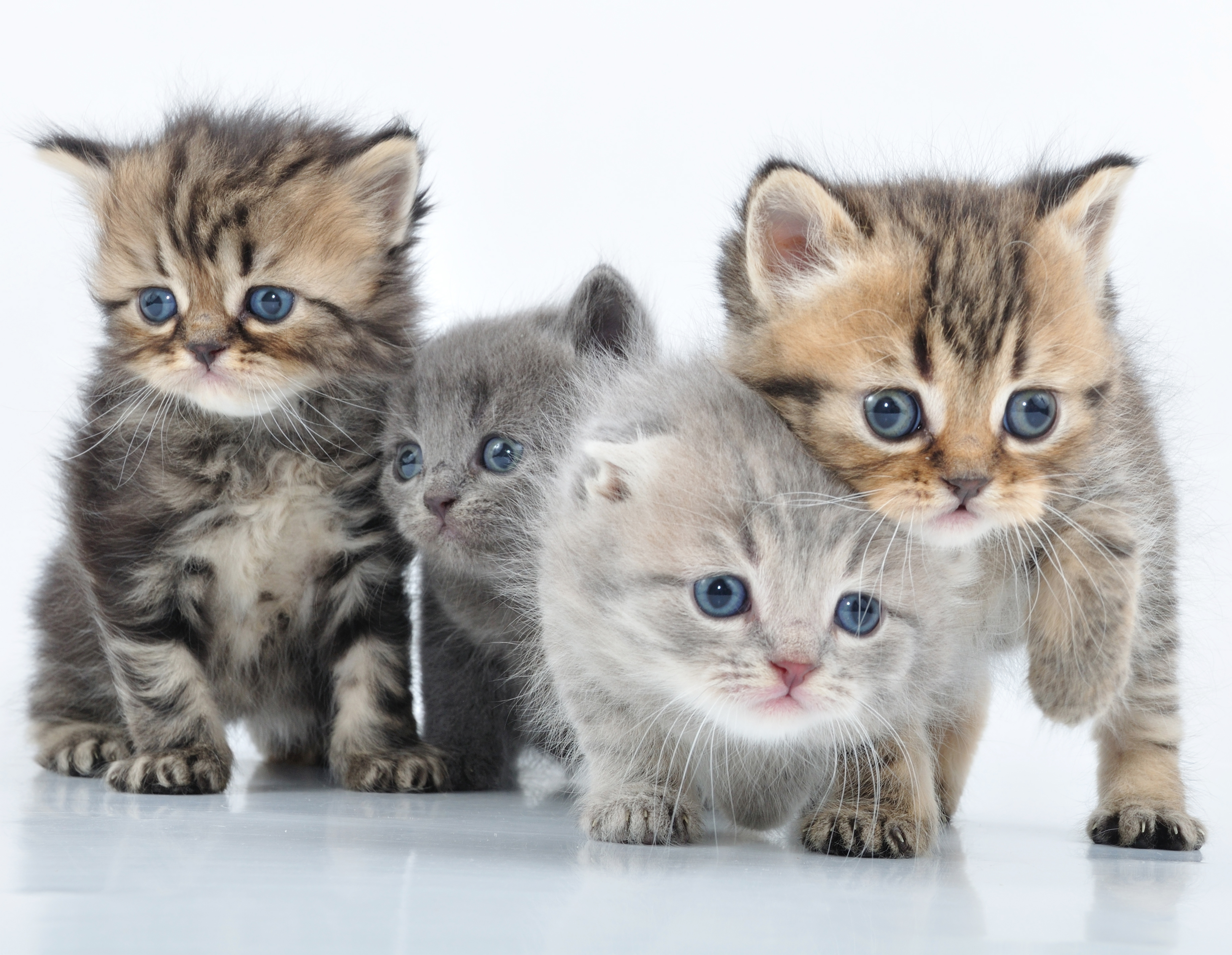 Группа маленьких котят