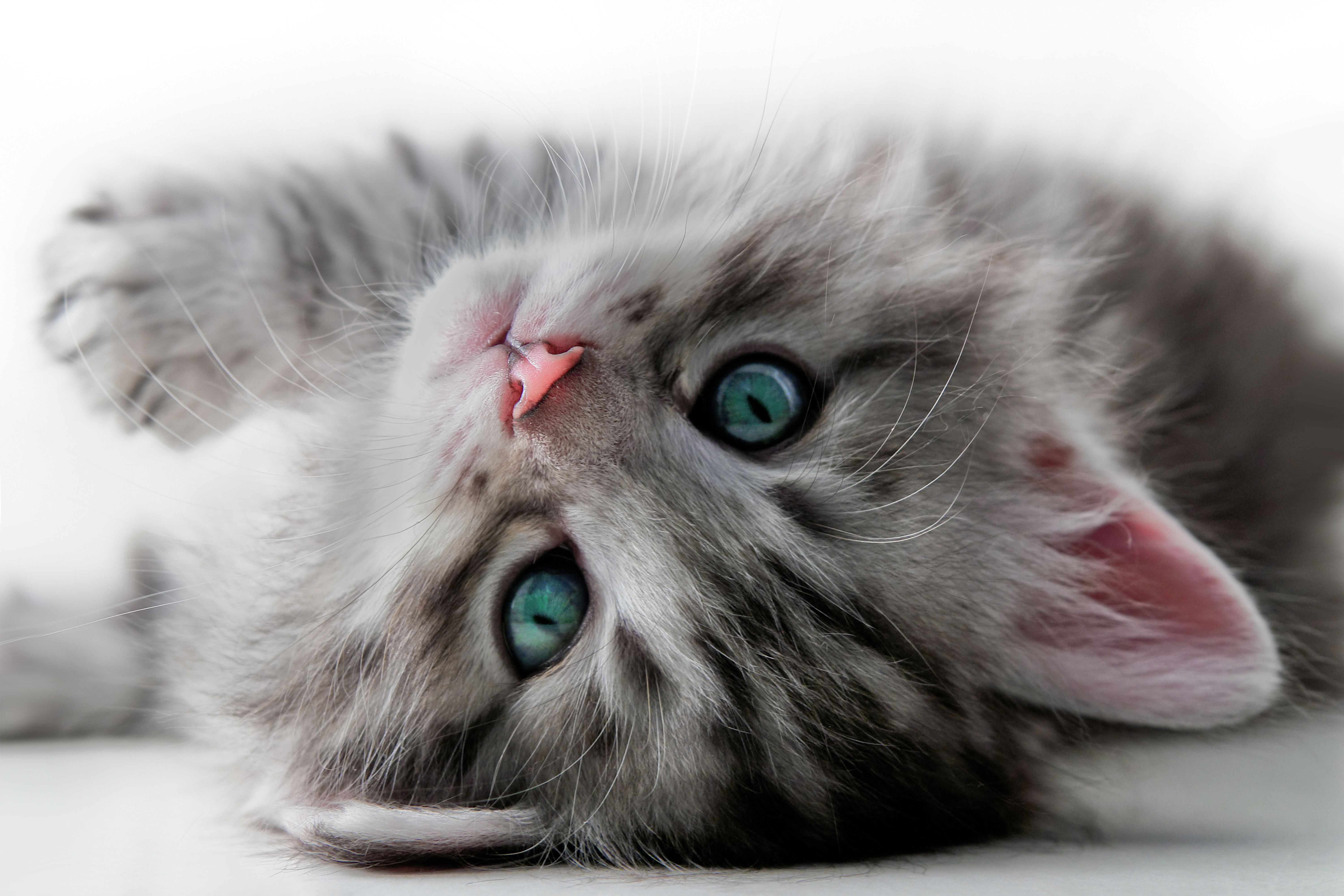 Cute_Little_Grey_Cat_Background.jpg?m=1452199038