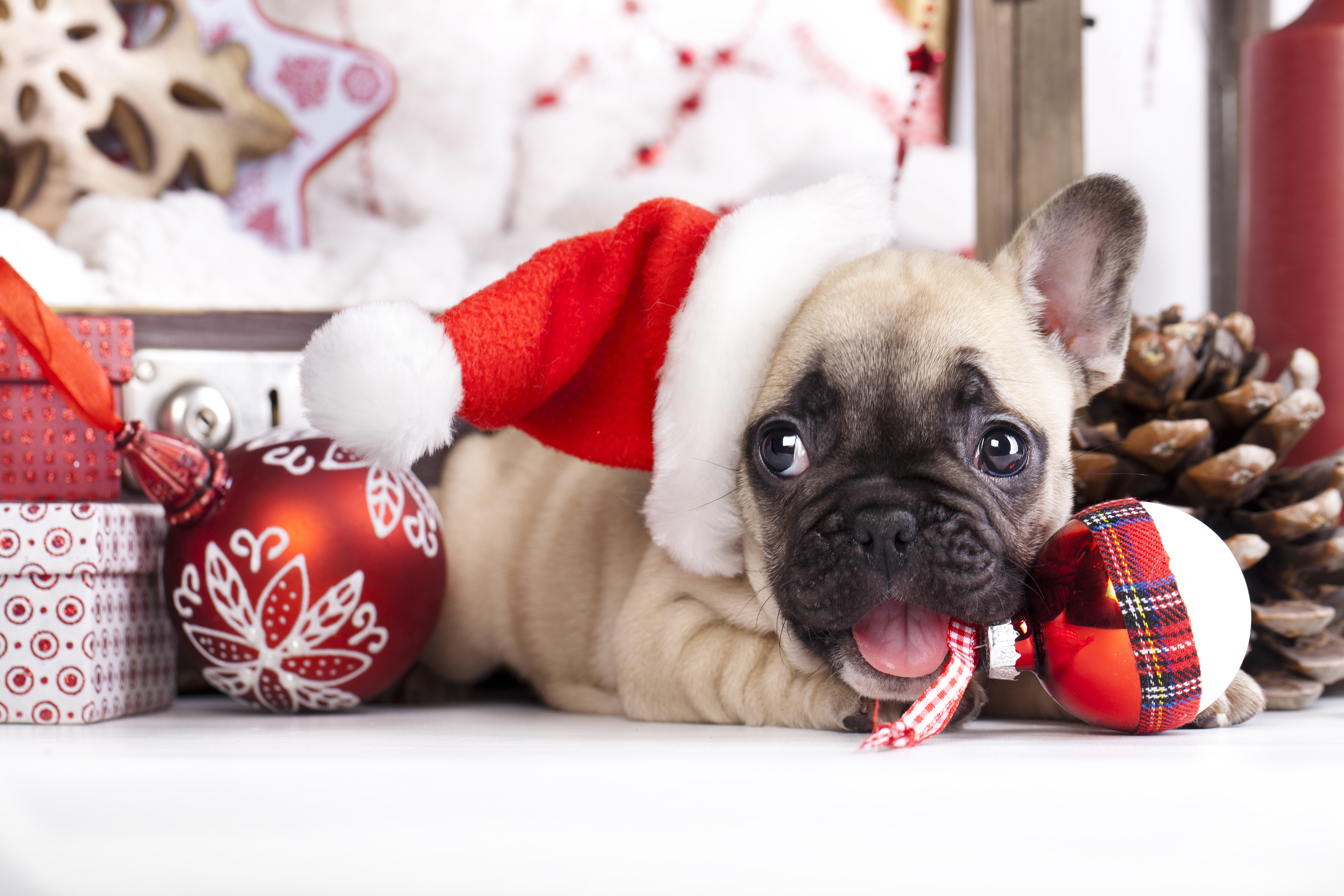 Bạn đang tìm kiếm một nền tảng Giáng sinh đầy đủ sự dễ thương của chú chó cảnh? Hãy xem hình ảnh này, ngay lập tức bạn sẽ bị cuốn hút vào tình yêu của các chú cún đáng yêu, mang lại cho bạn một mùa Giáng sinh thật ấm áp và hạnh phúc.