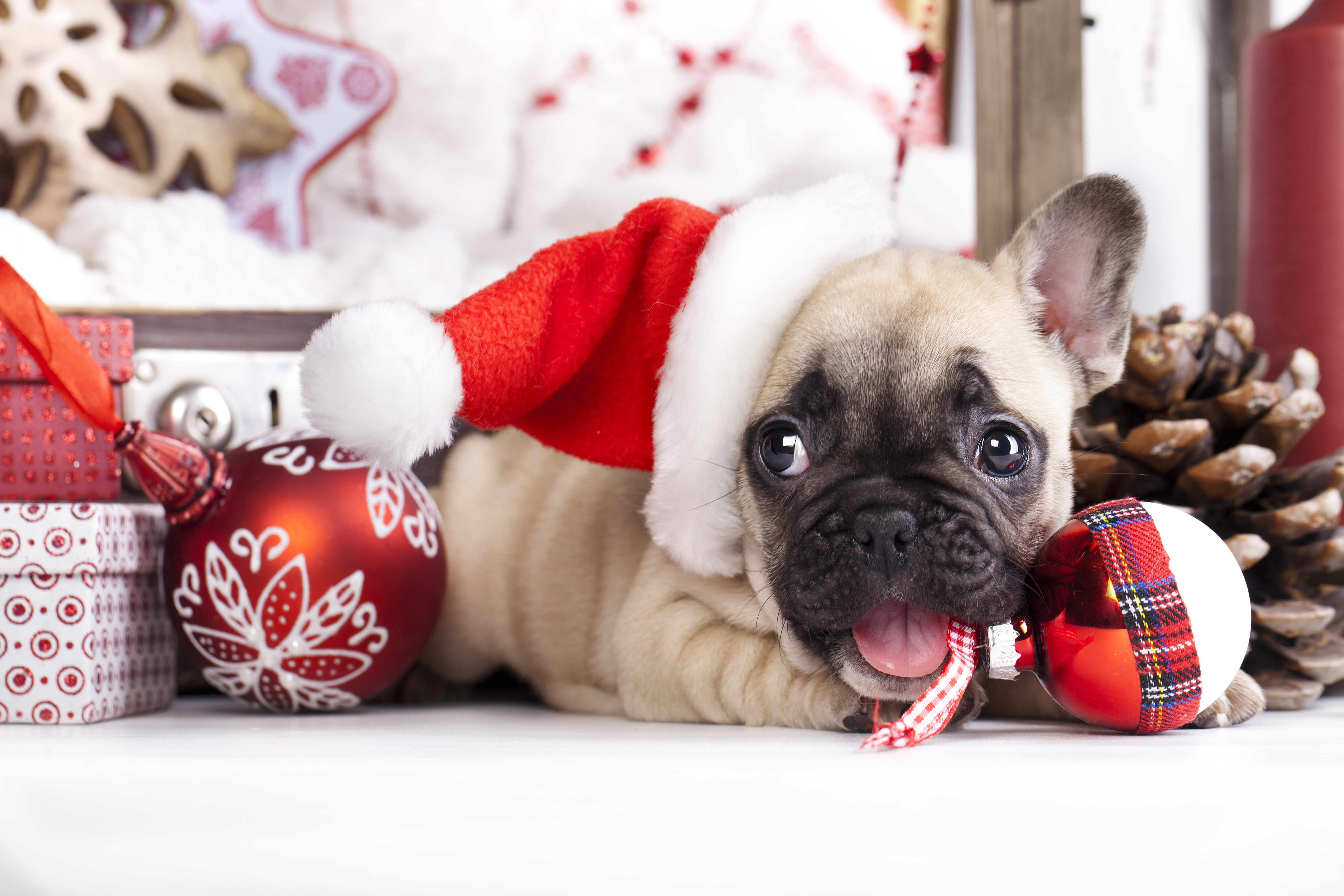 christmas cute puppies