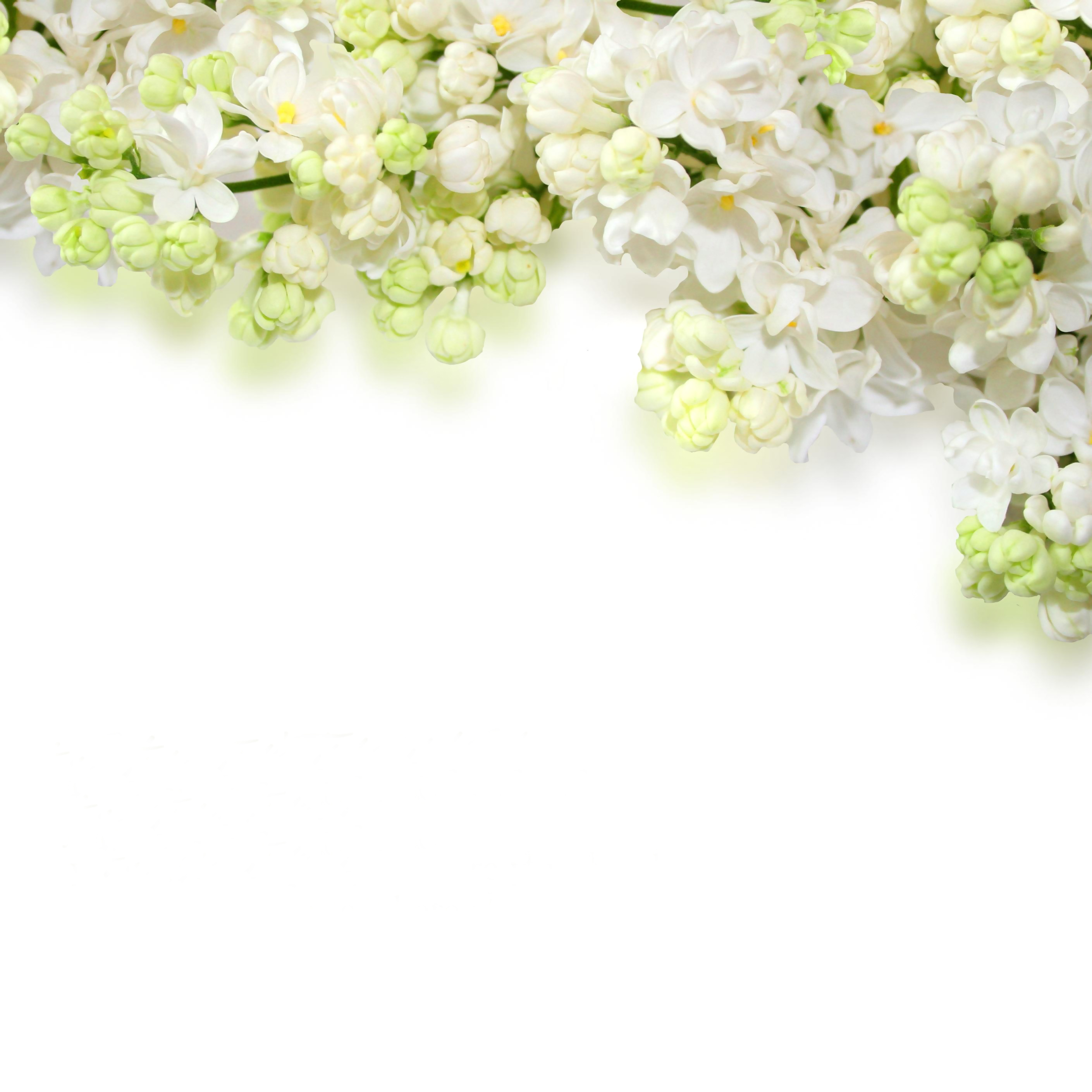 sping flowers with white background