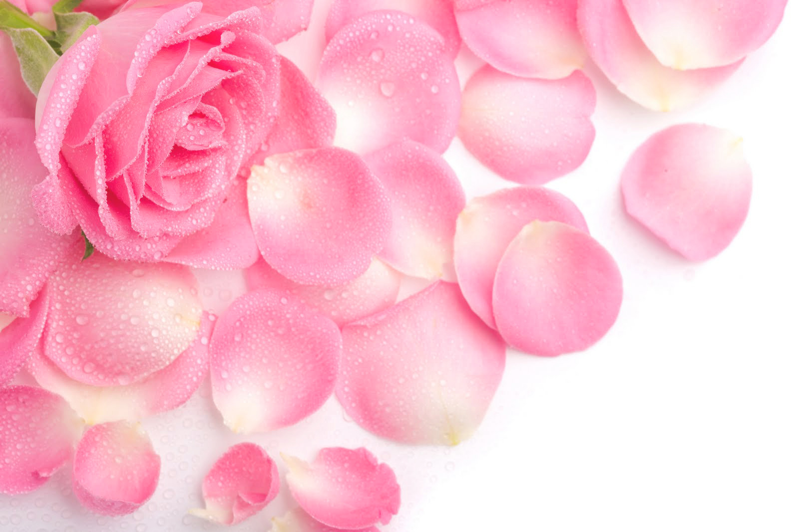 Pink Rose 4K wallpaper download