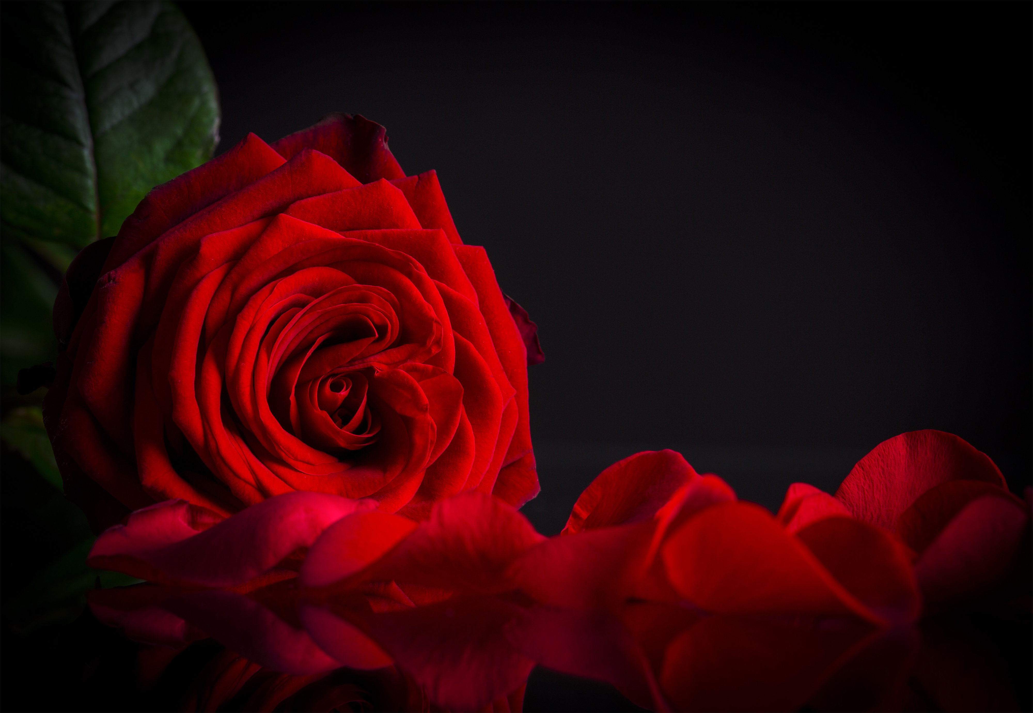 bunch of rose with black background